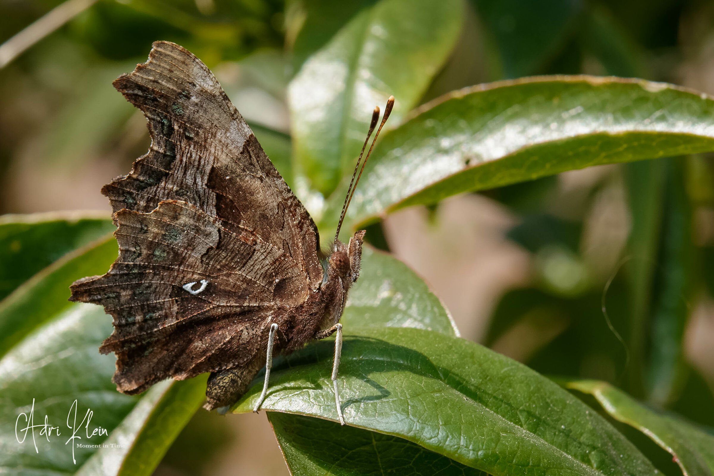 comma butterfly...