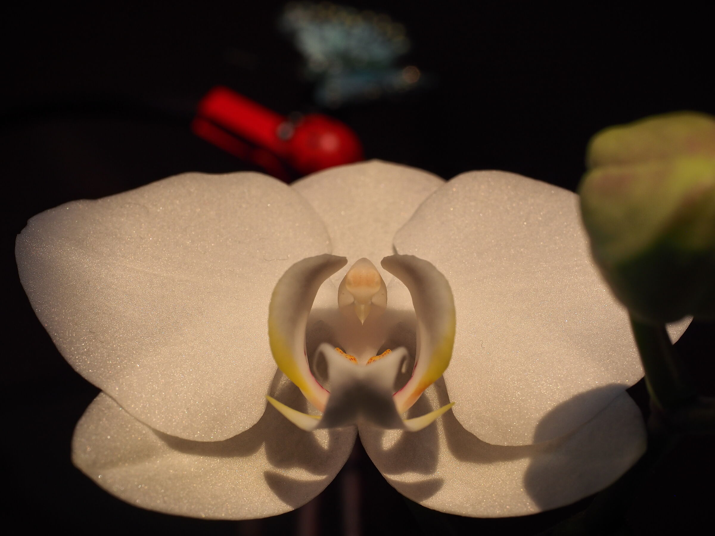 L'intoccabile orchidea di mia moglie!!...