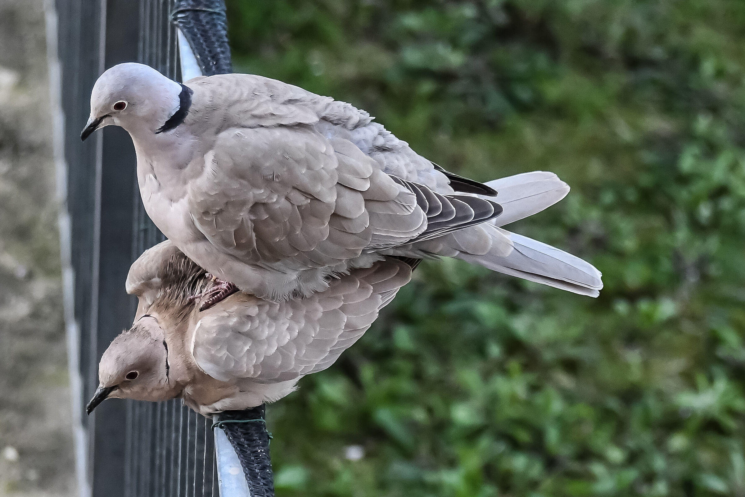 Collared doves...