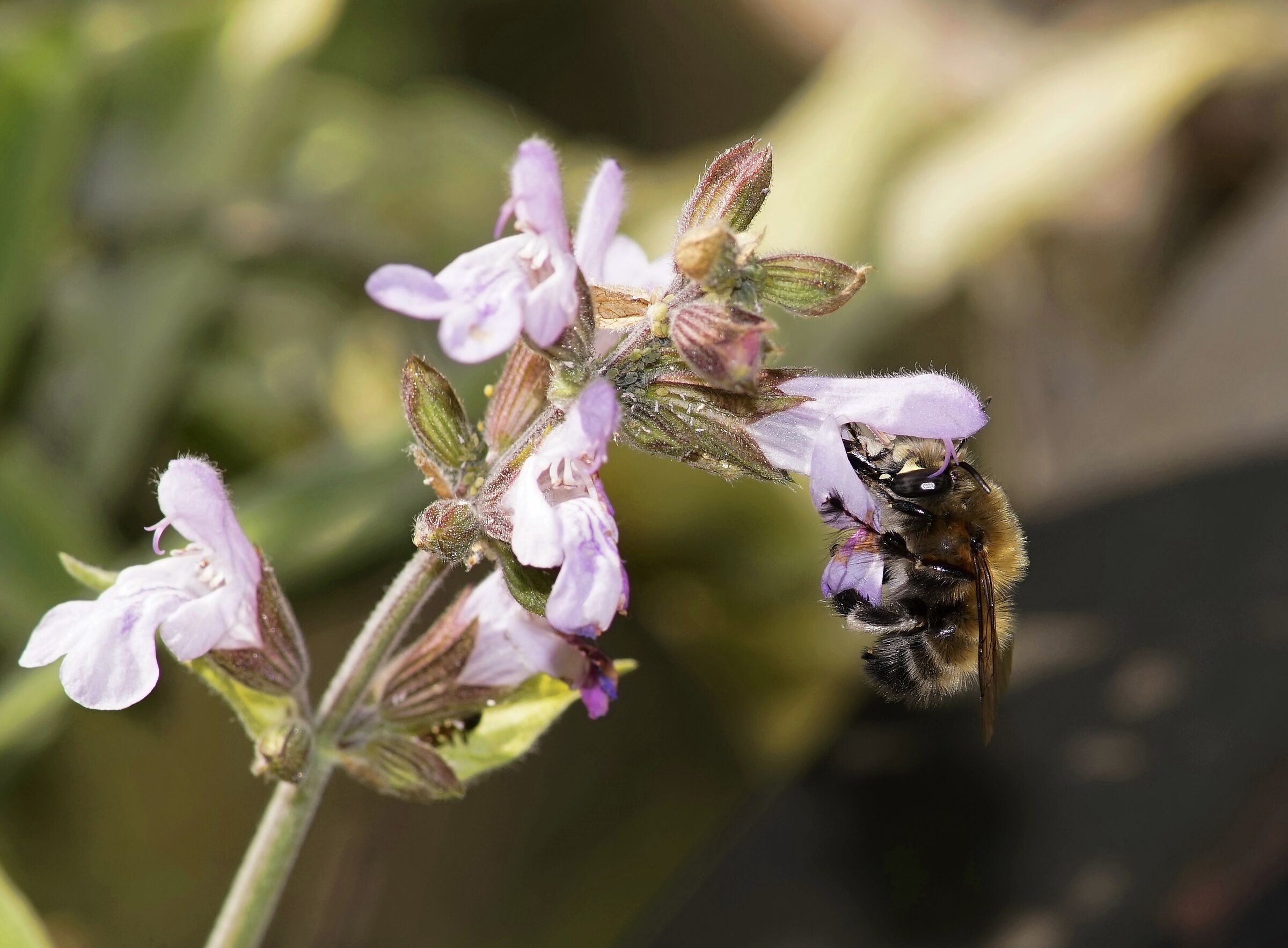First bees circulating on sage flowers...