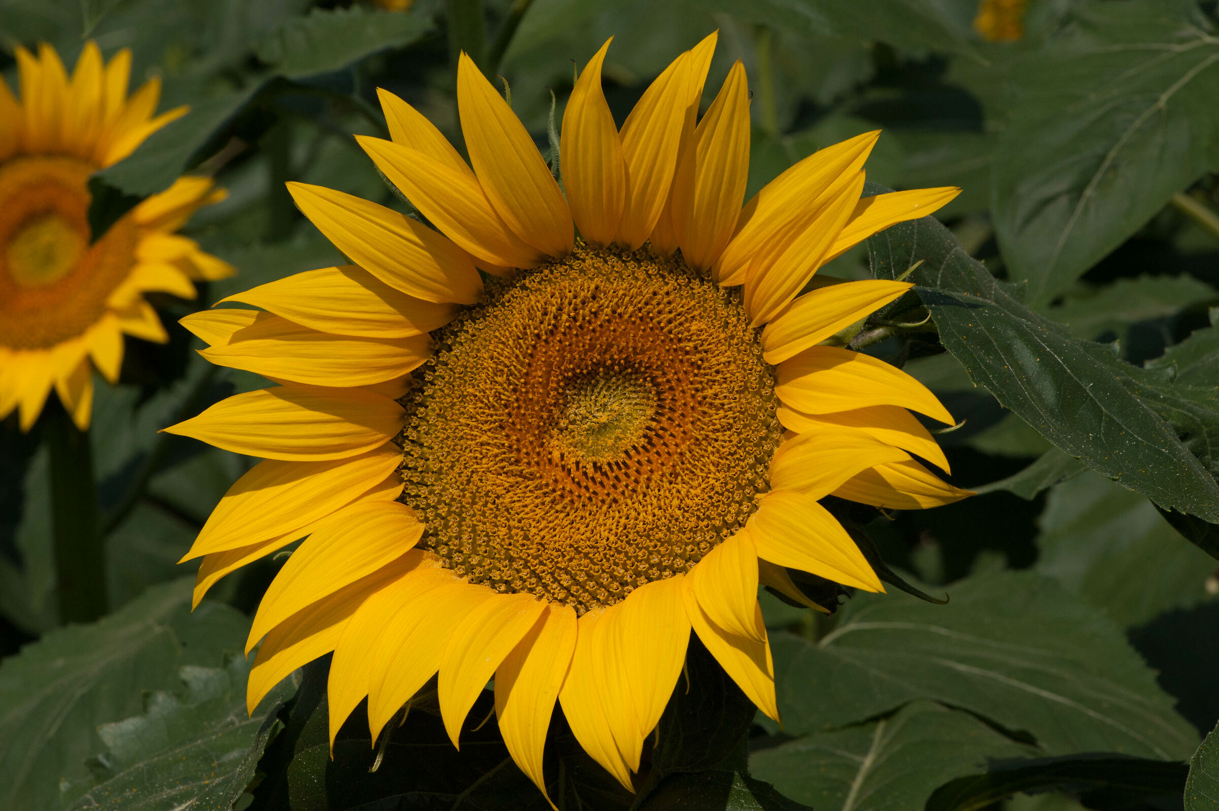 36 sunflower...
