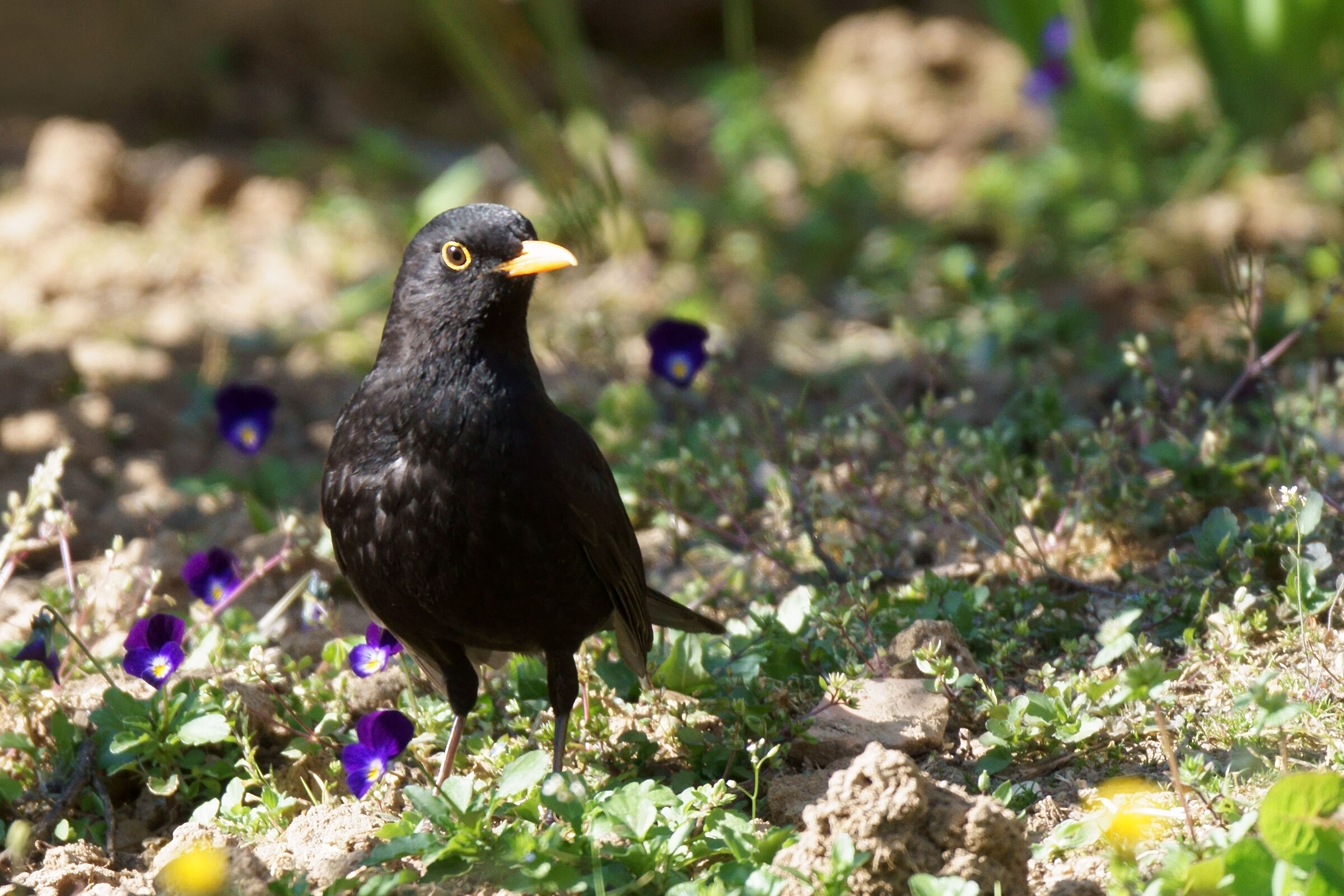The proud blackbird...
