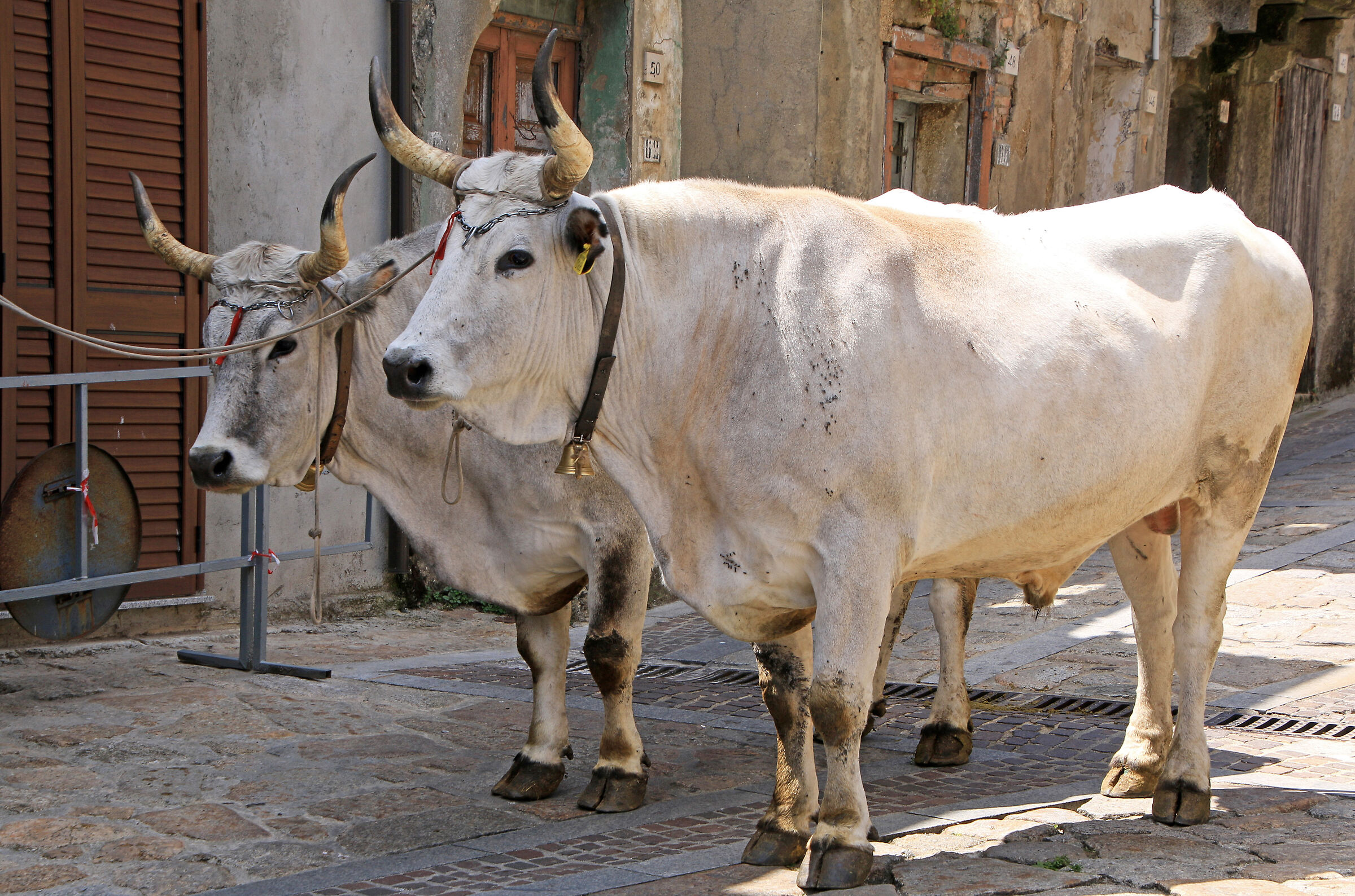 Calabria: Oxen "parked" in the centre of the country...
