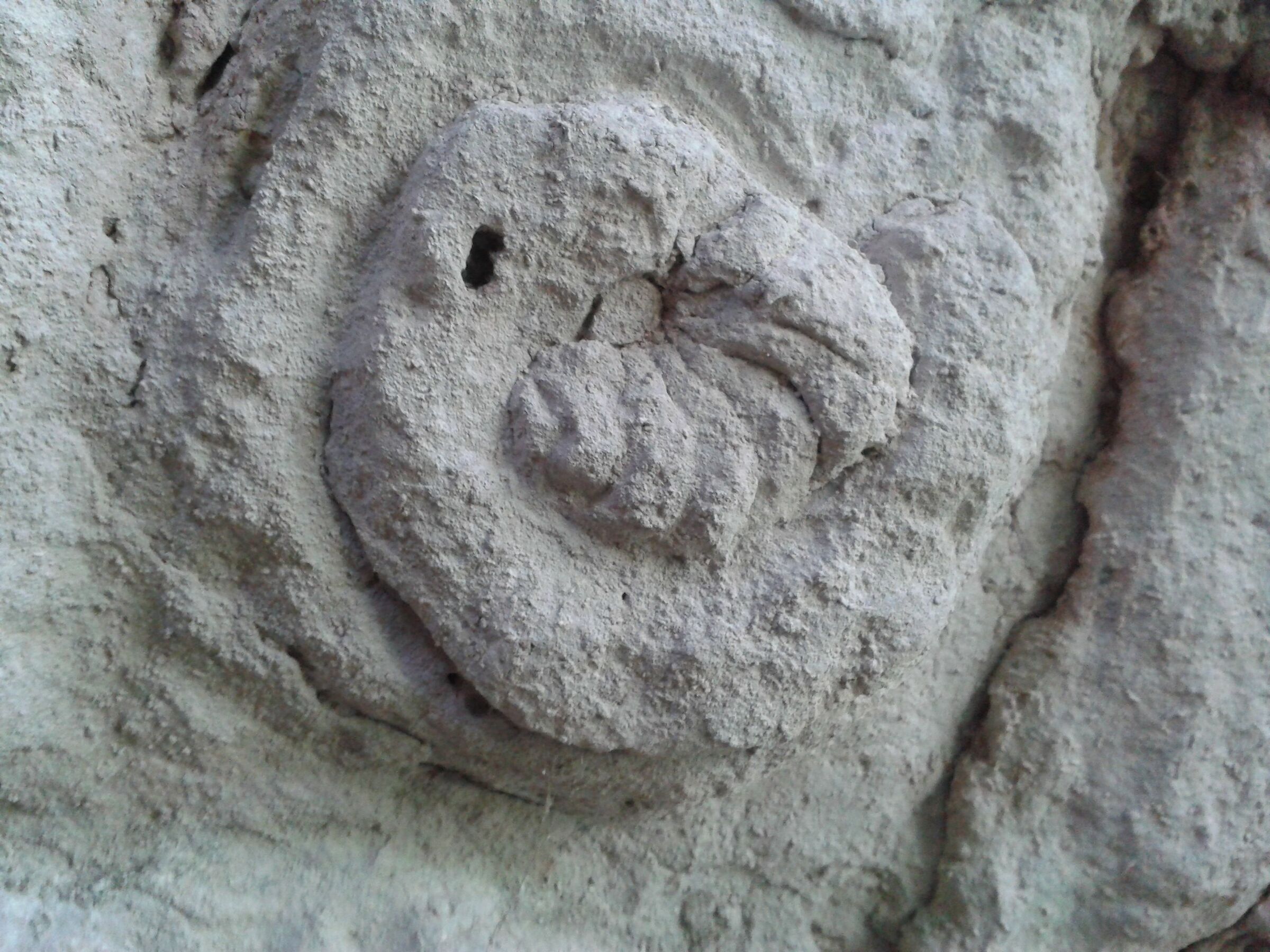 Fossil in the woods, Comano Terme...