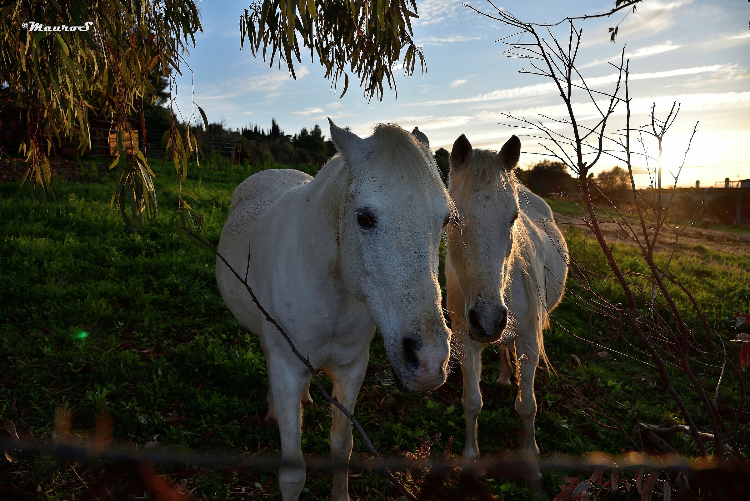 White Horses, New New...