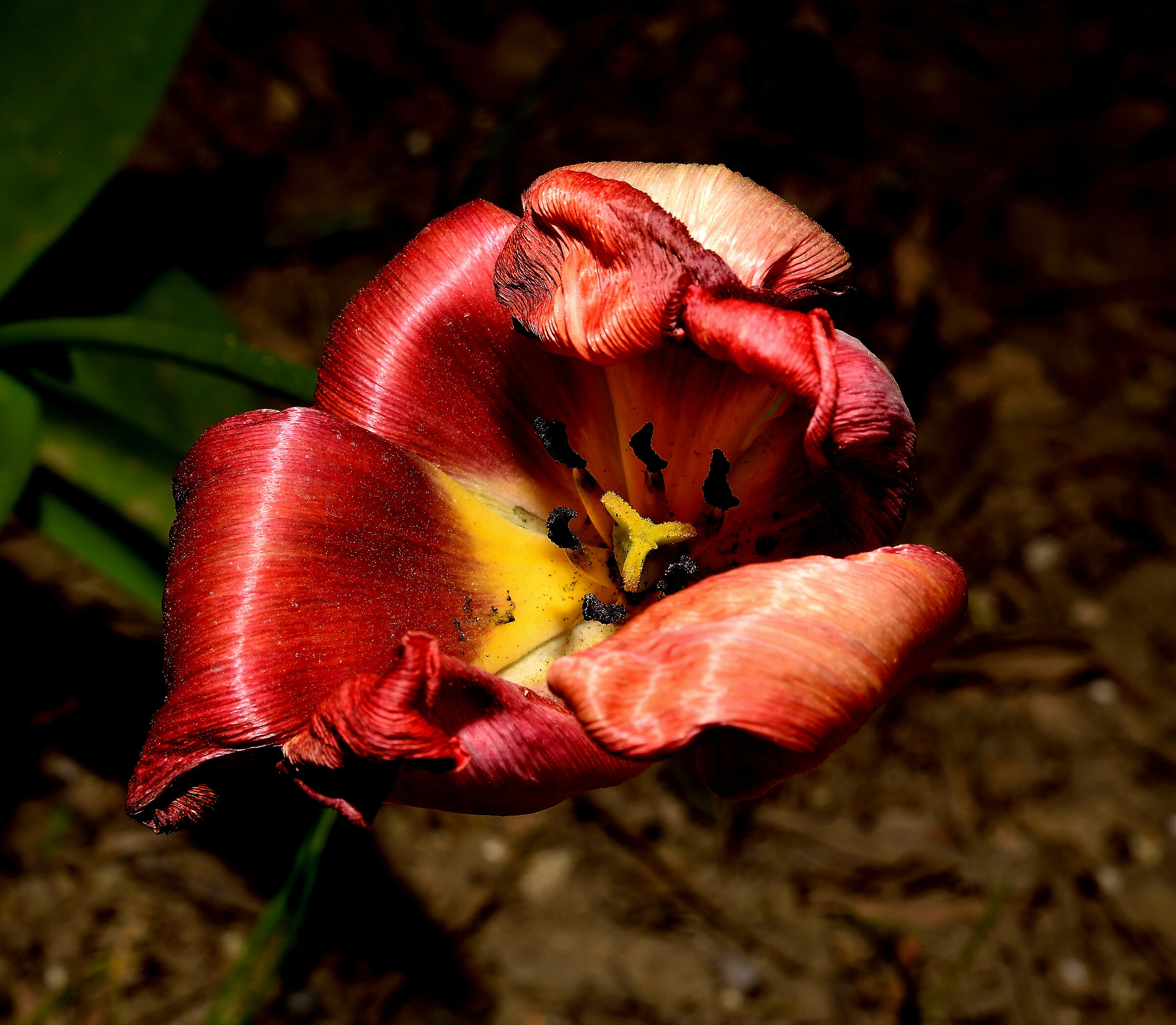 Tulip ...