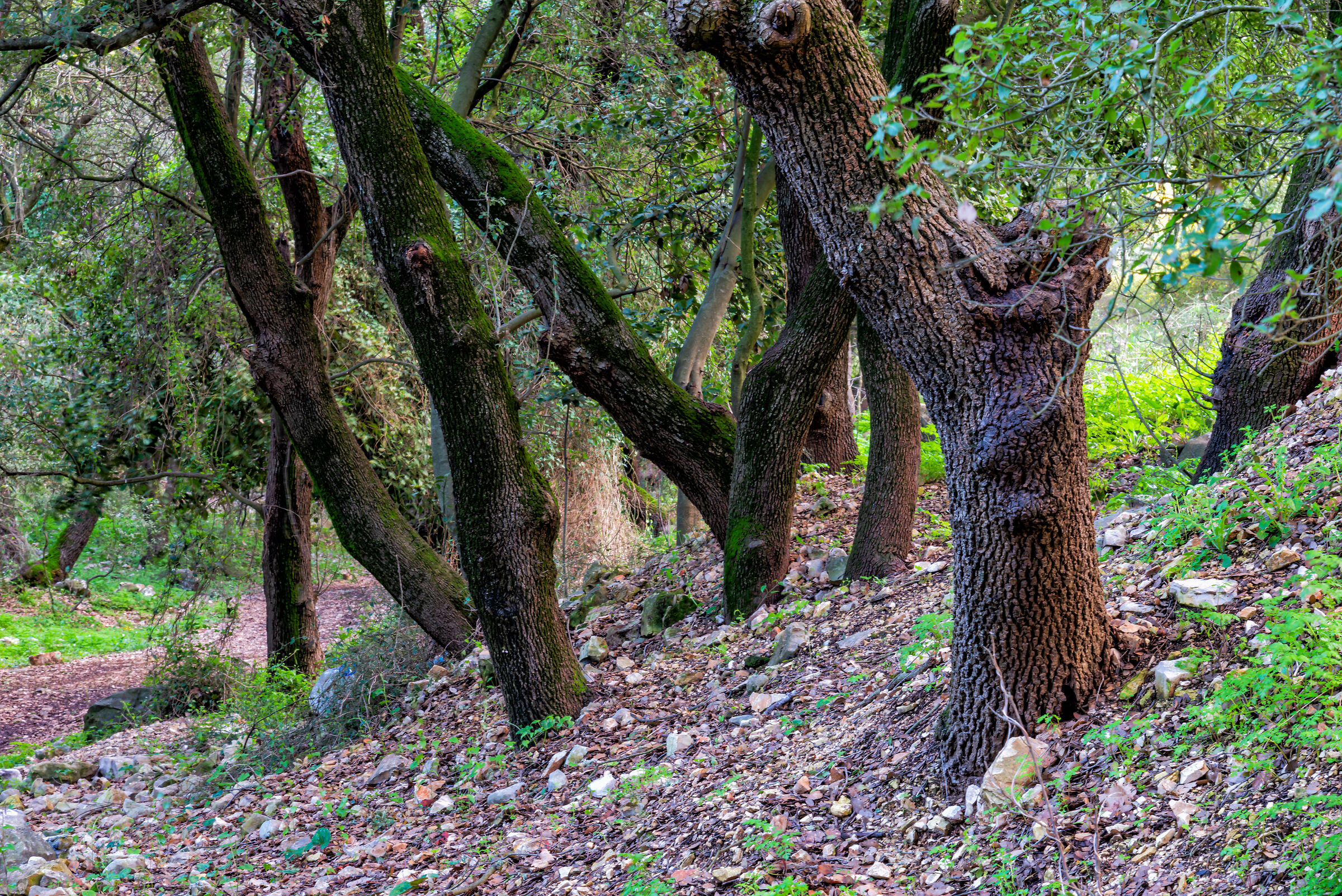 Oak Trees...