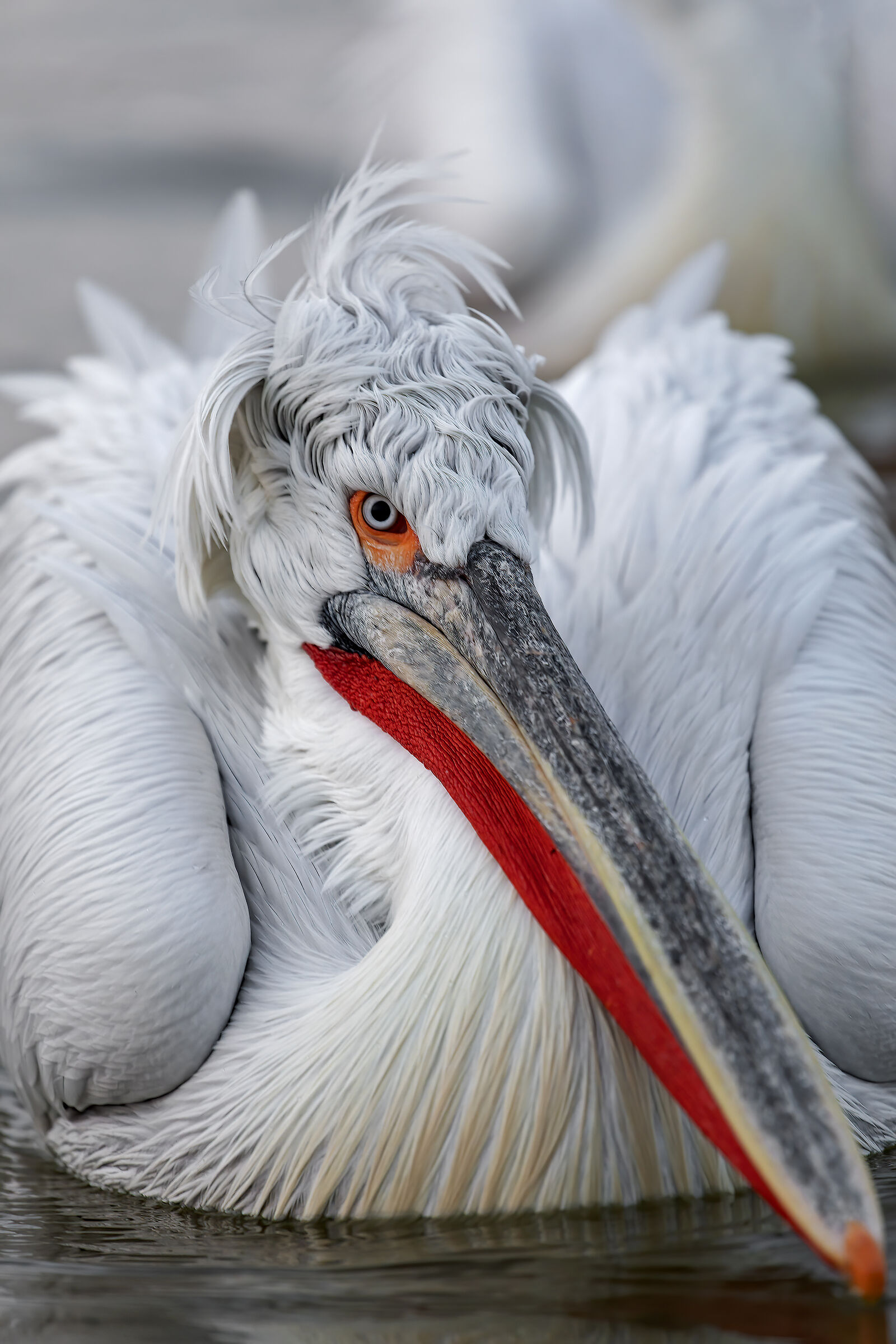 The look of the Dalmatican pelican...
