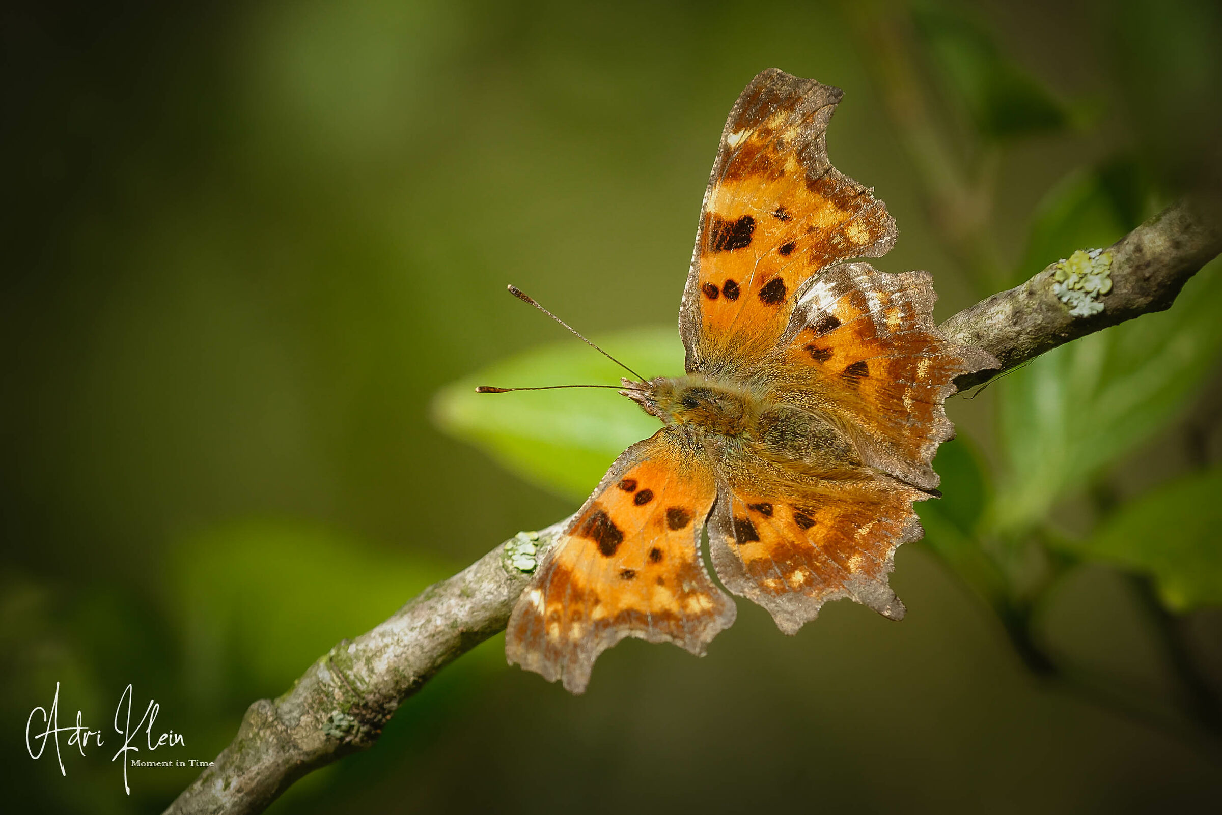 comma butterfly...