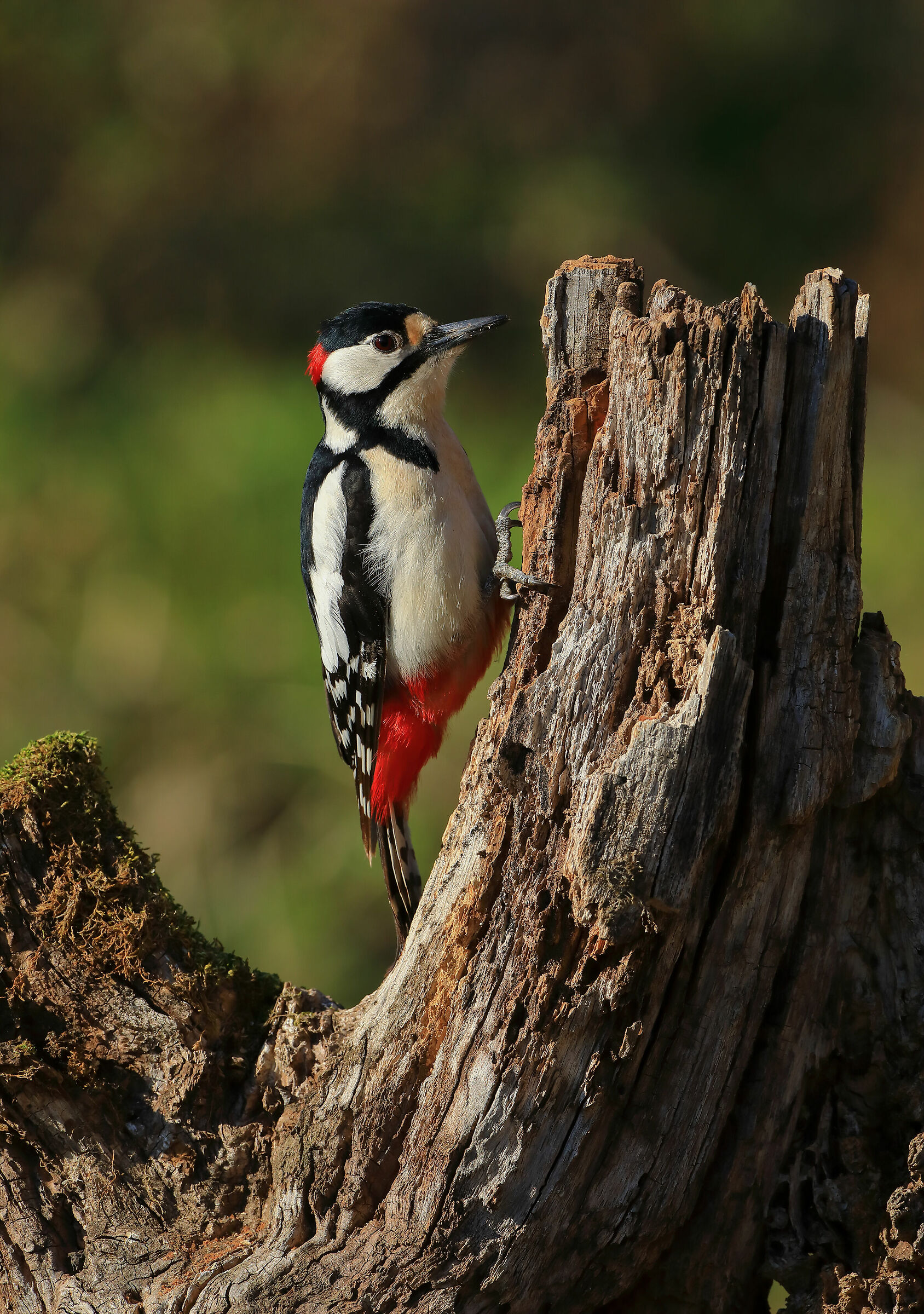 Major Red Woodpecker...