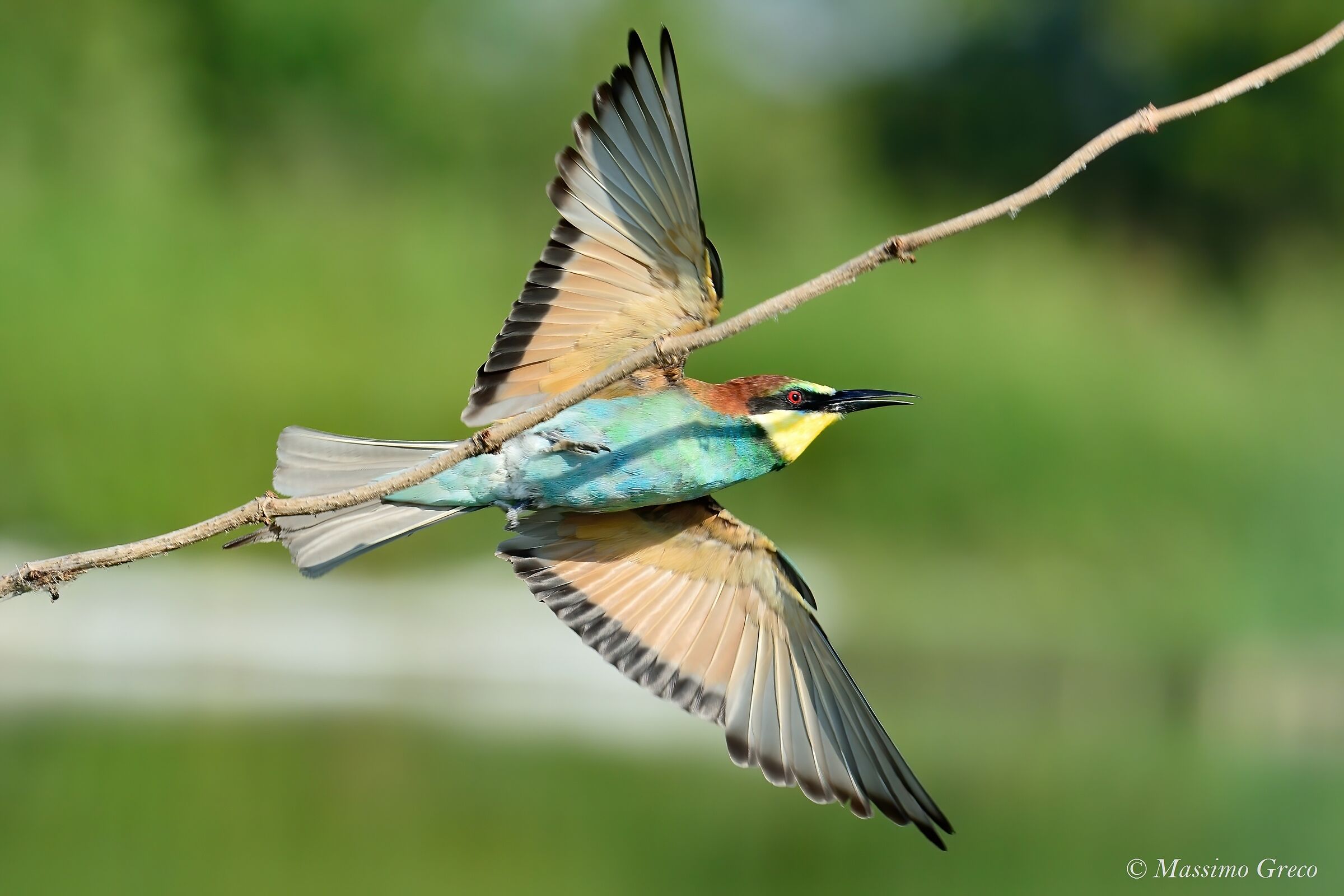 Crane (Merops apiaster) ...