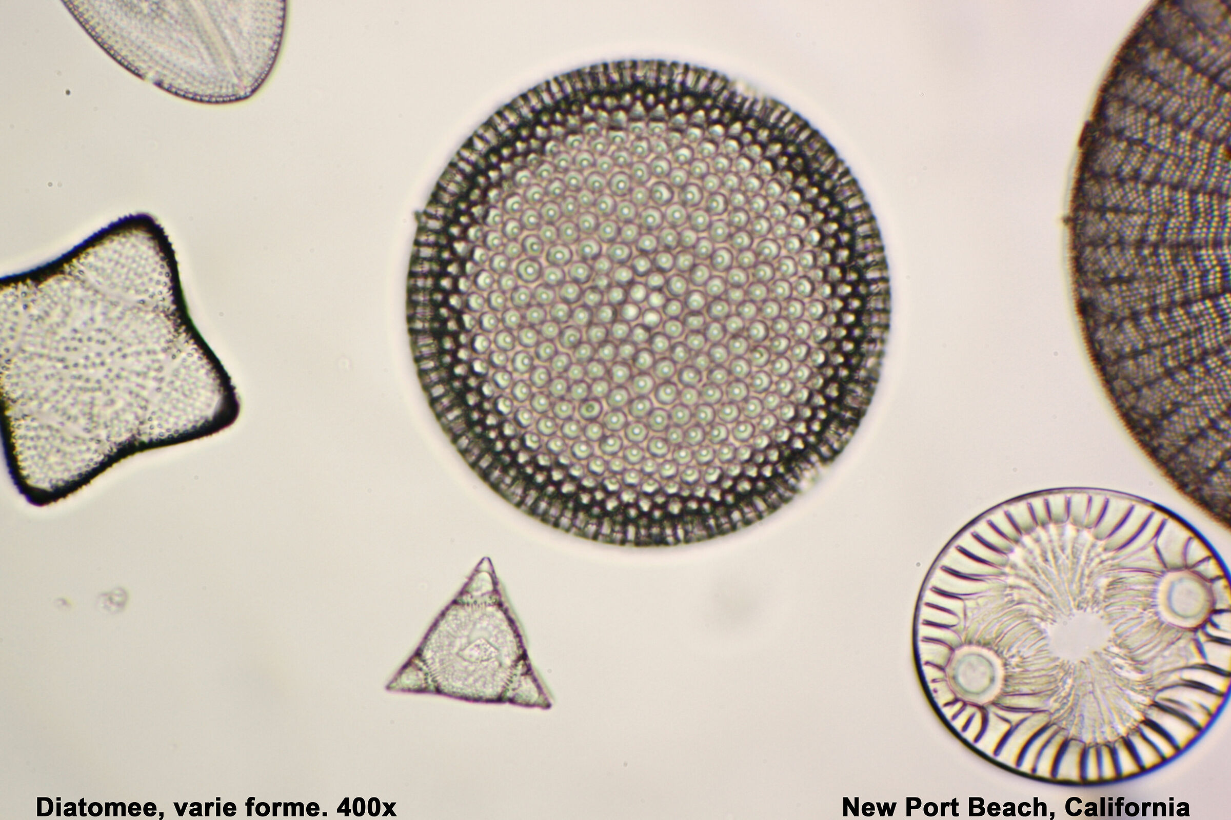 Diatoms various forms. 400x....
