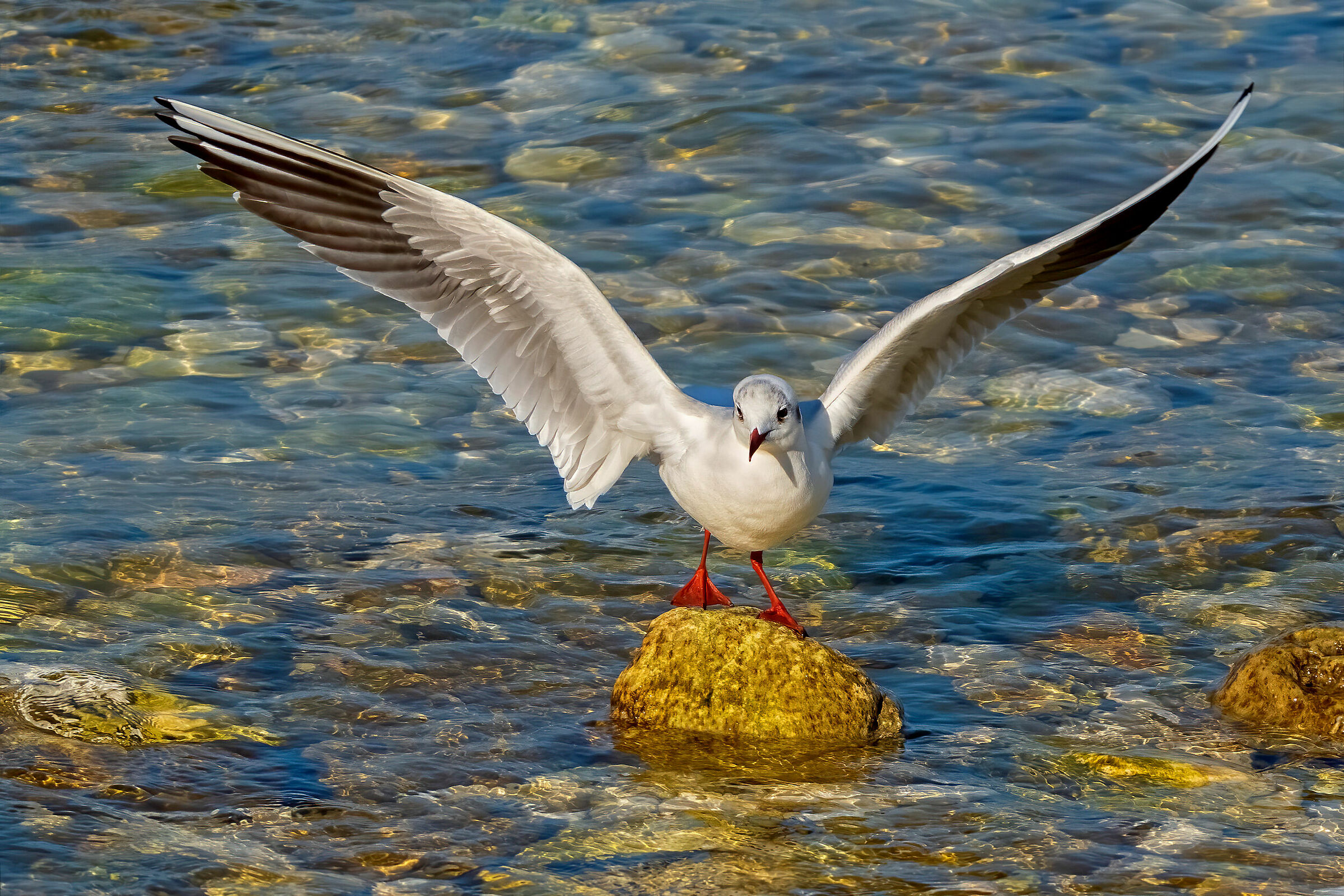 Perfect landing seagull...