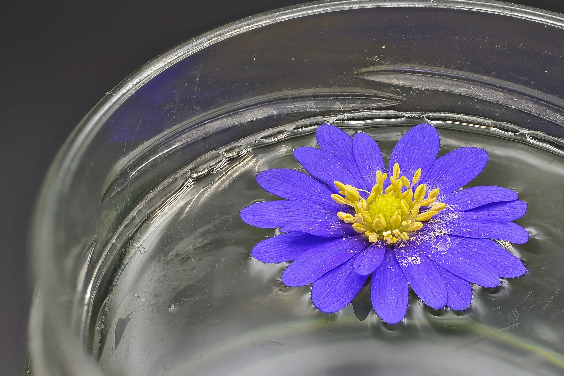 blue flower...