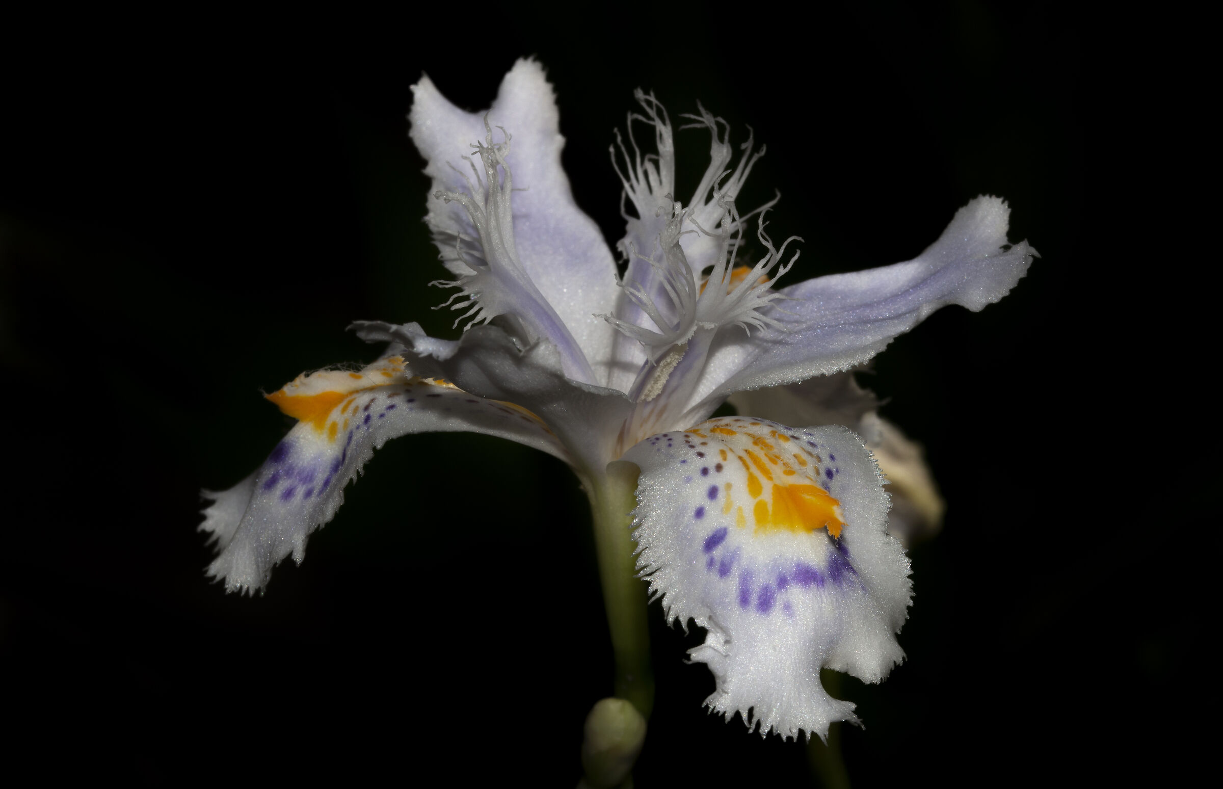 Beauty of Nature (Iris Japonica)...