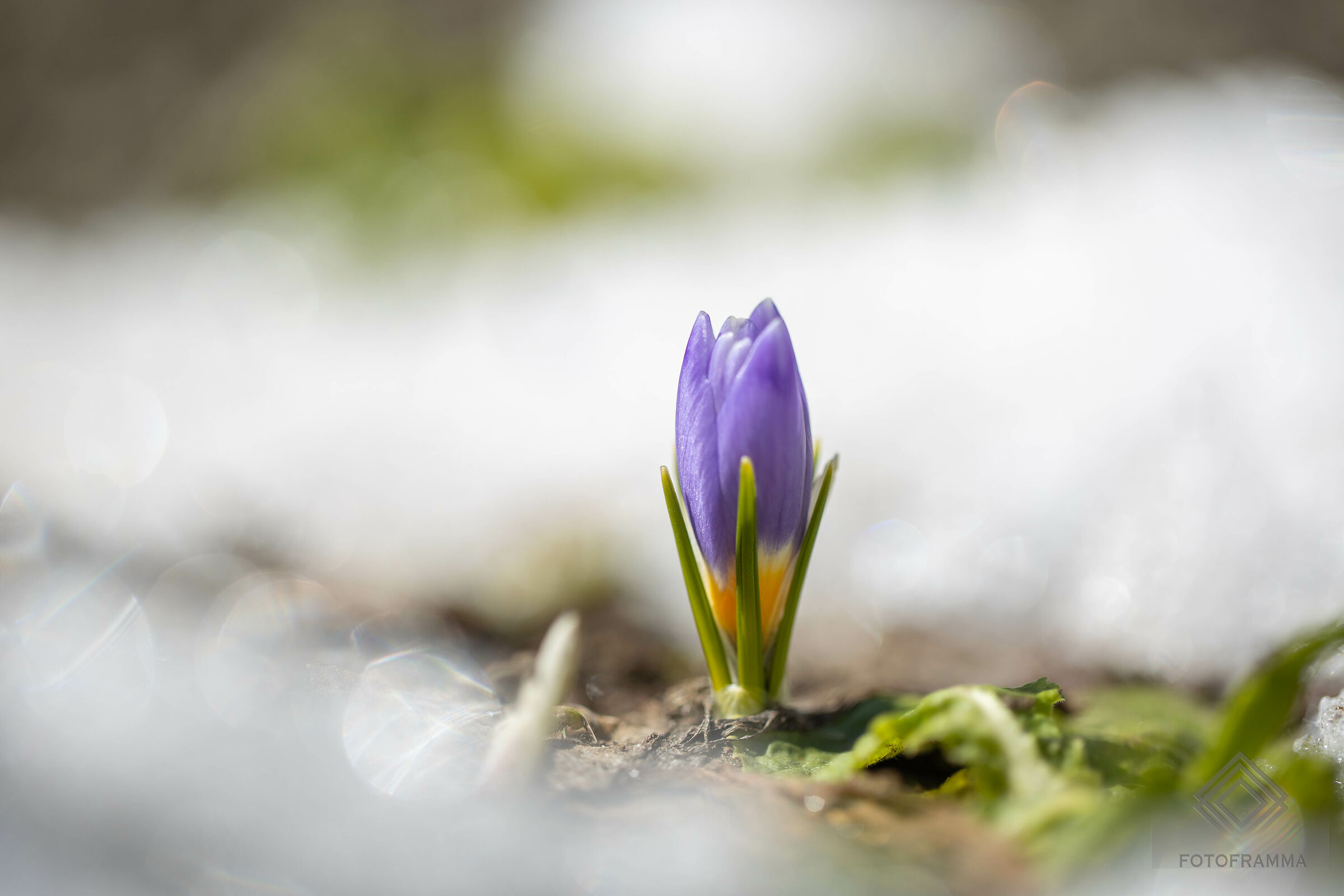 First crocus among the snow that is melting...