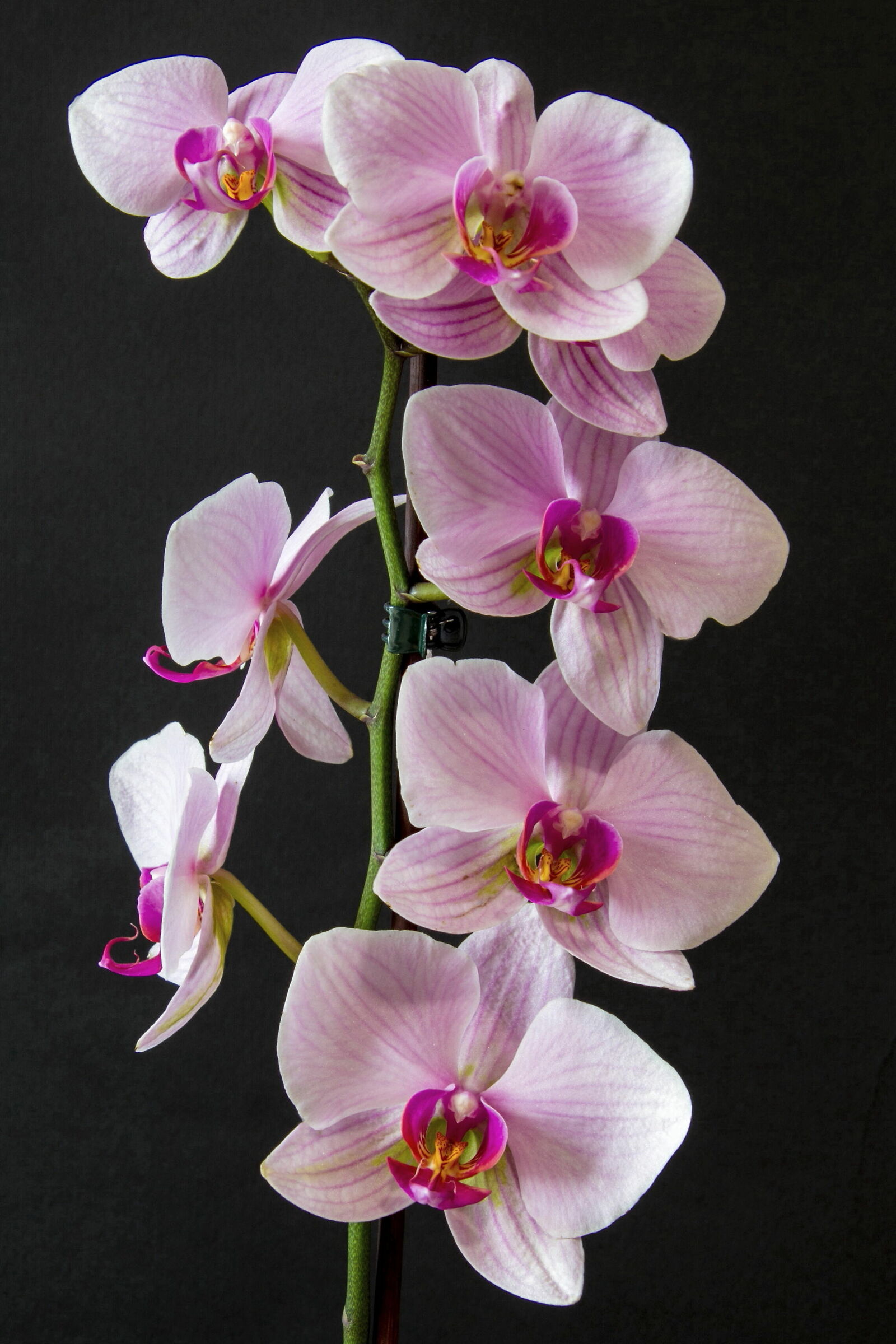 La mia prima orchidea...