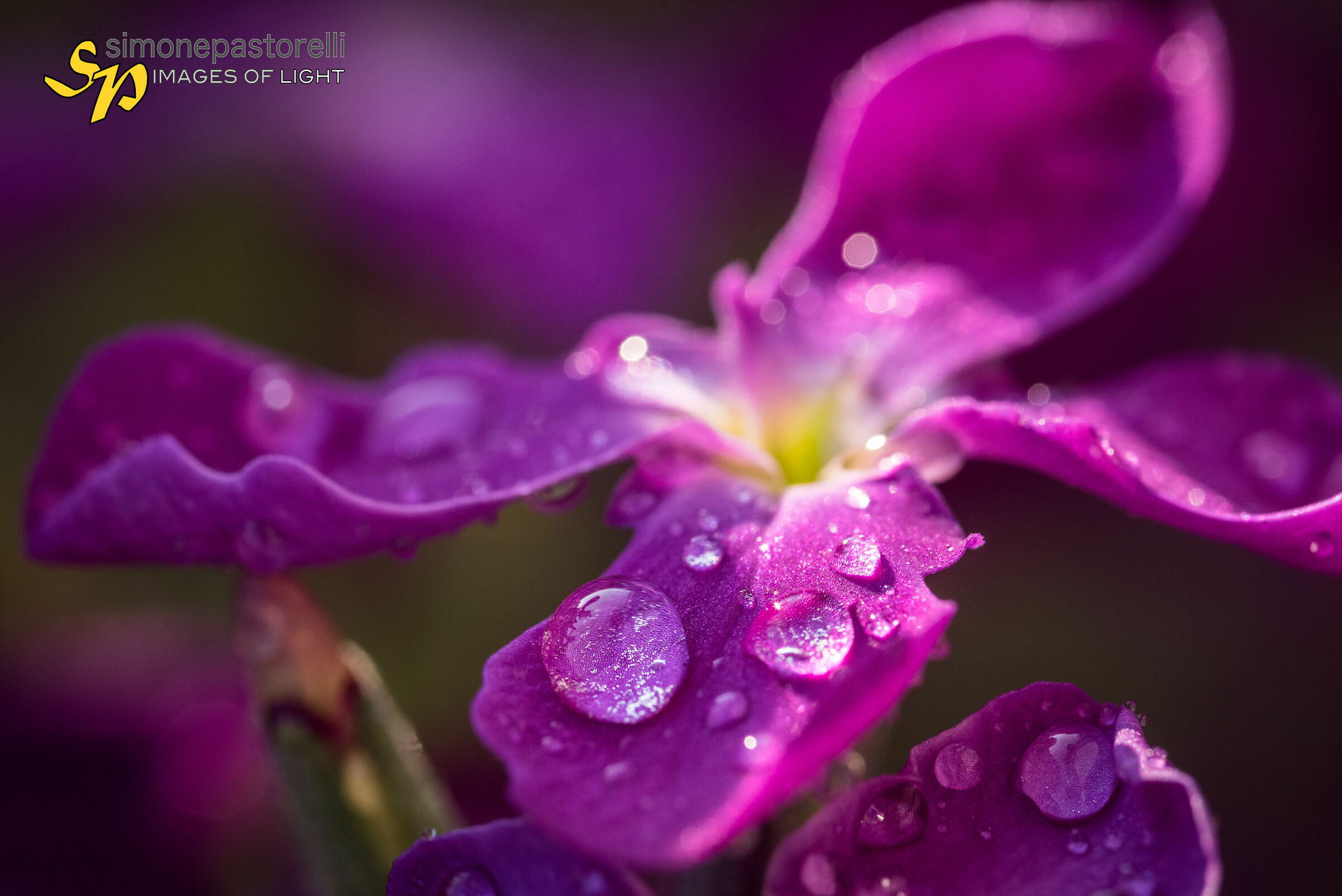 Purple balcony flower...
