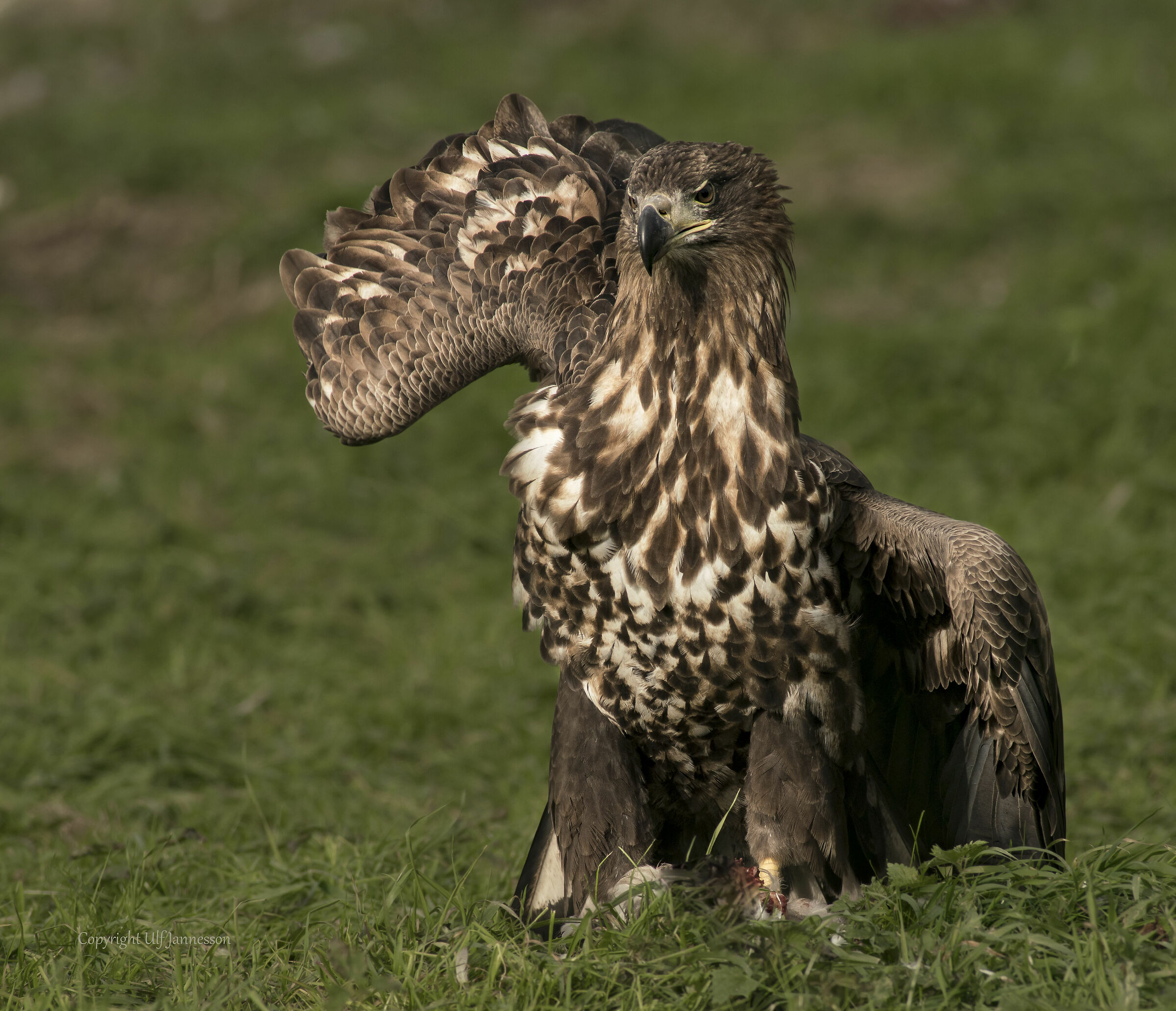 White-tailed Eagle, Nice pose...