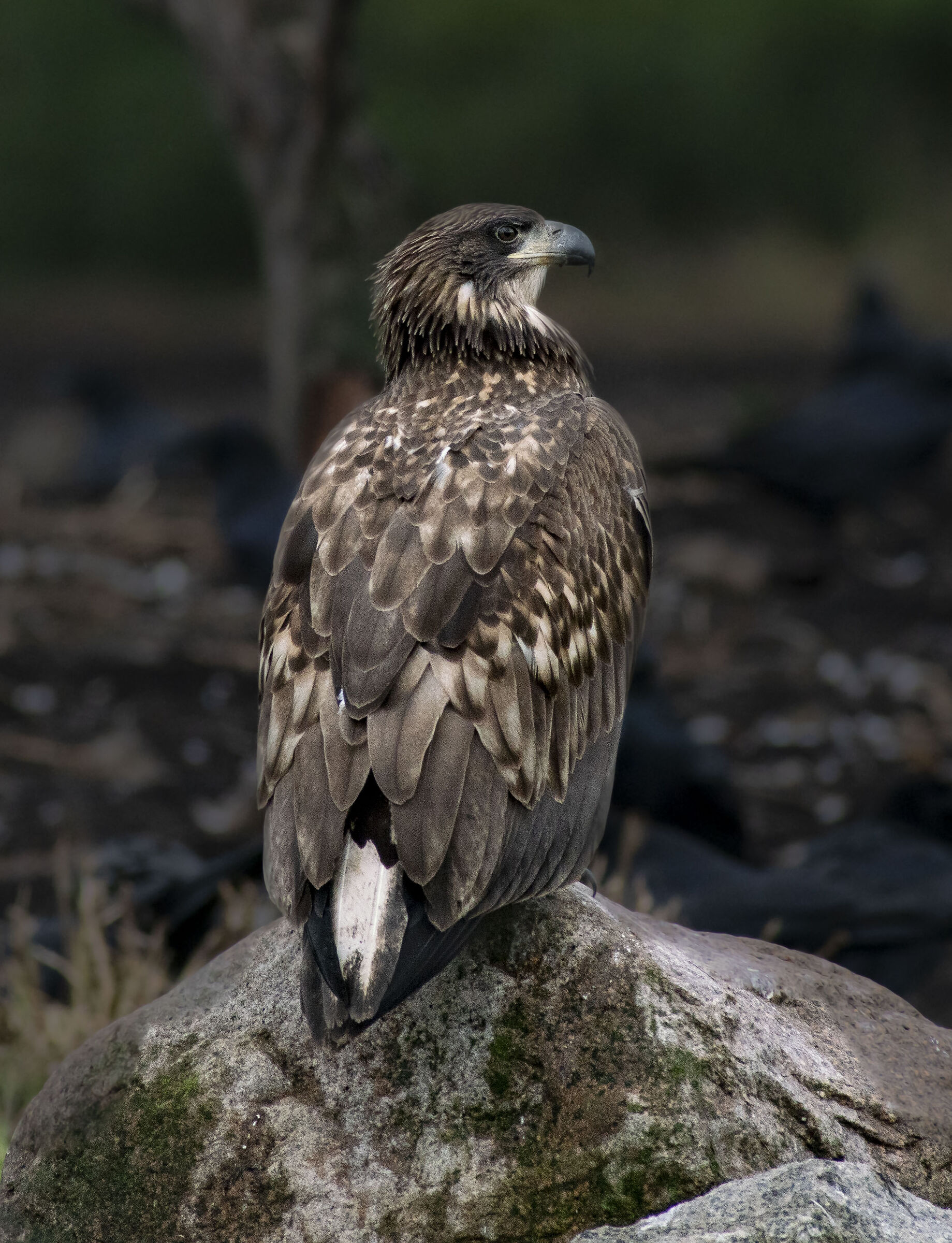 White-tailed Eagle, Resting time...