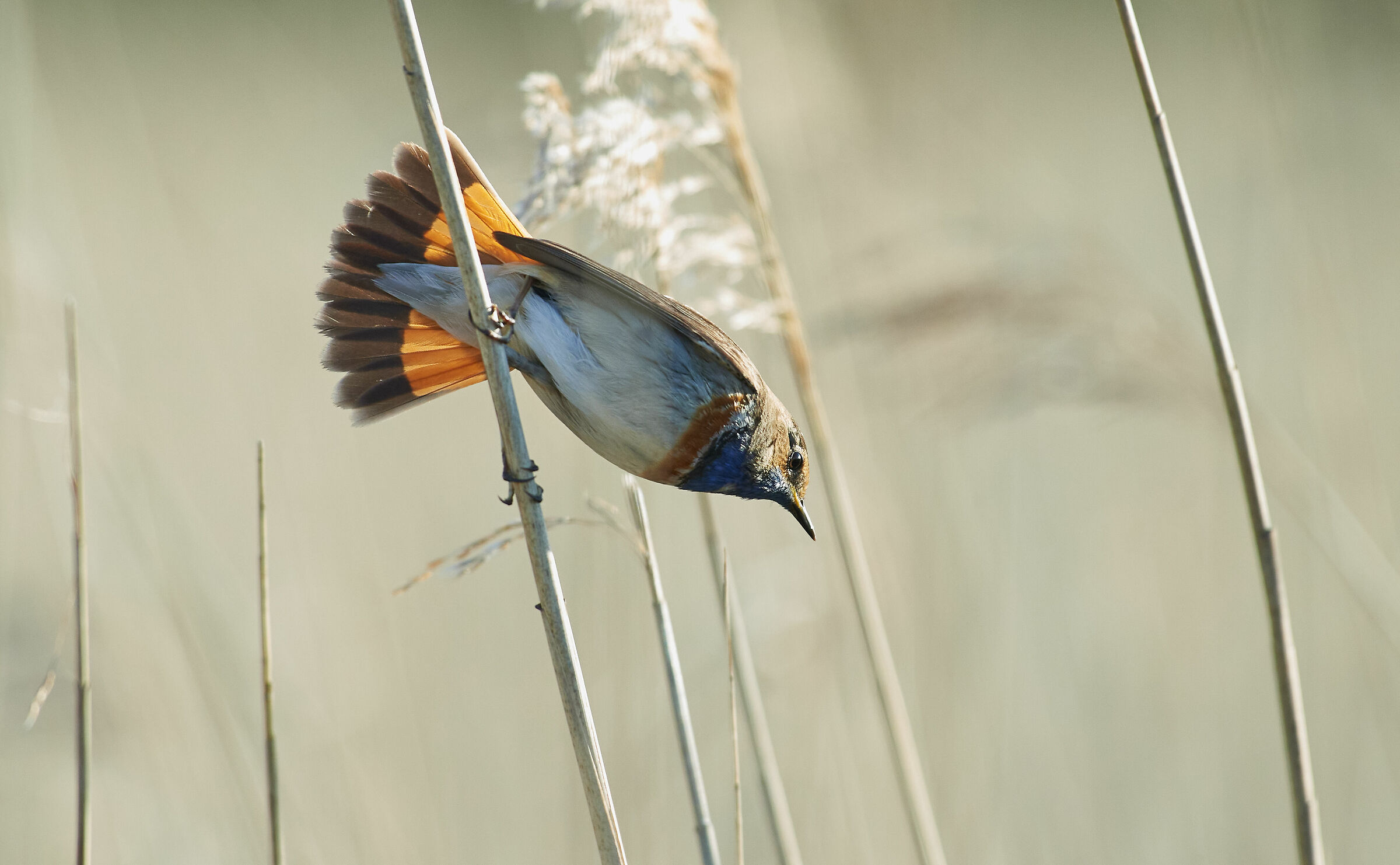 Bluethroat ready for action...
