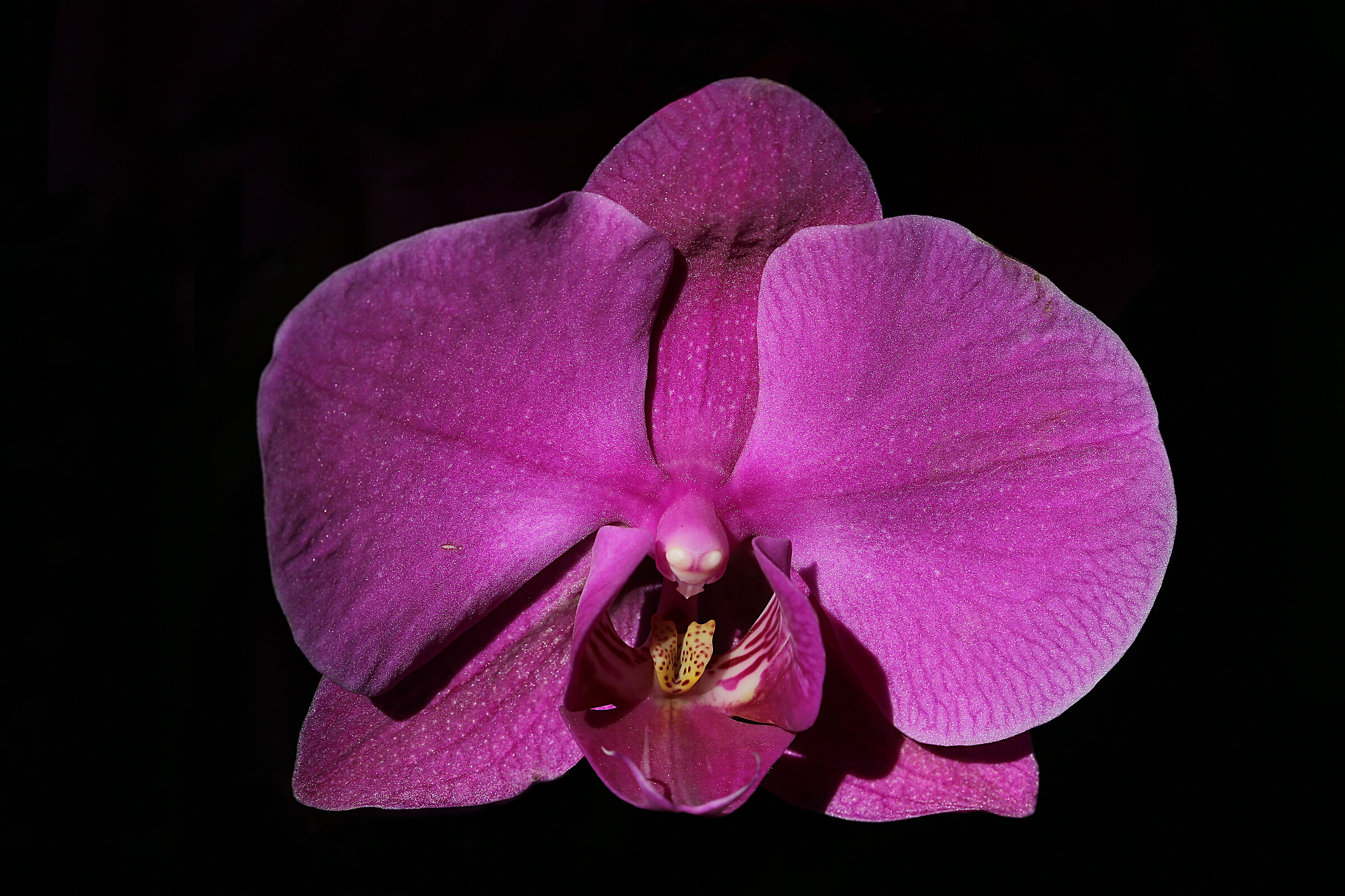 Orchid (km0 shots)...
