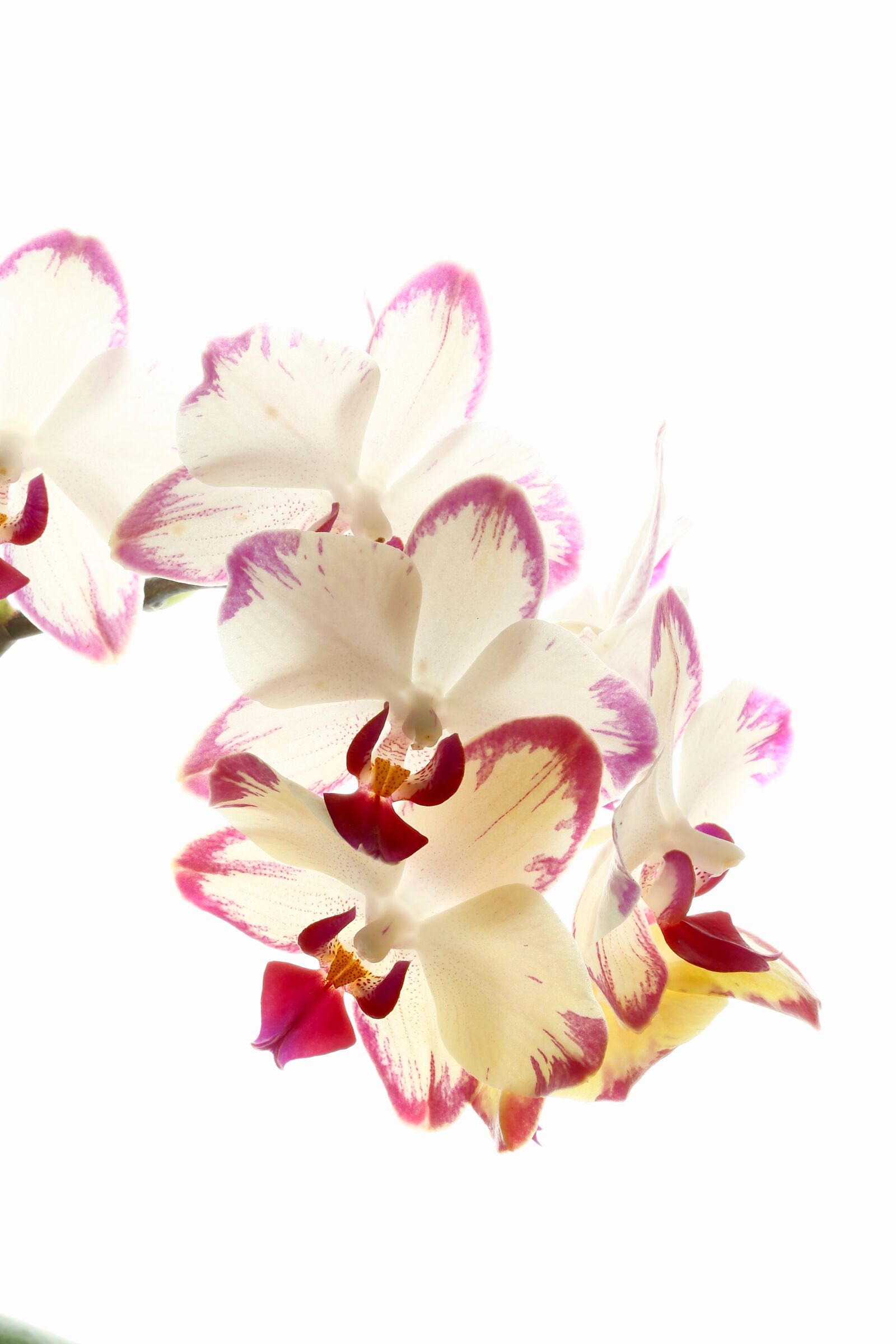 2.Orchids...