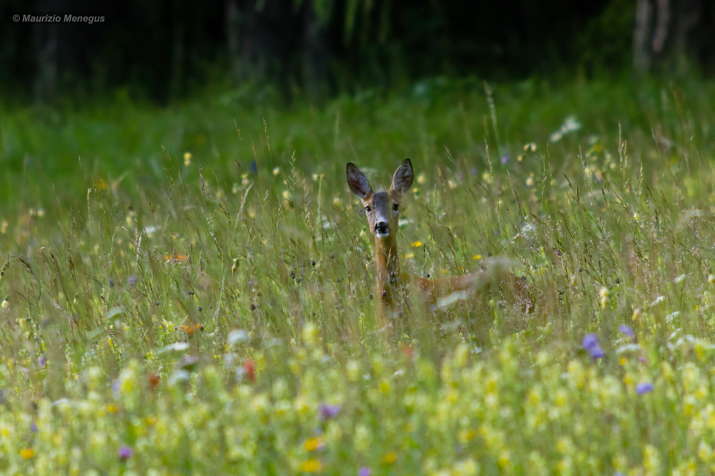 Female roe deer in the flower meadow - June 2014...