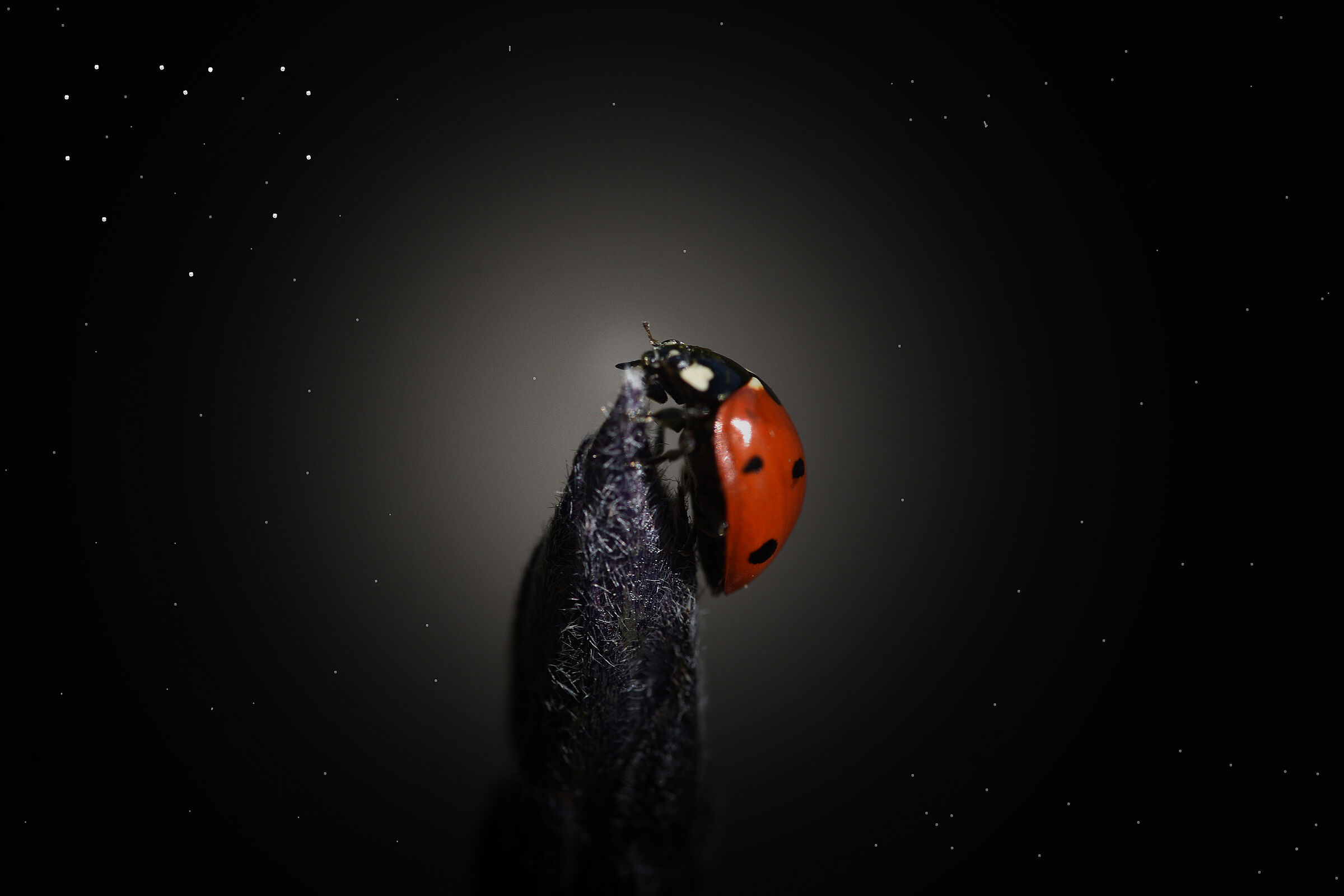 Ladybug and the constellation of the heart,...