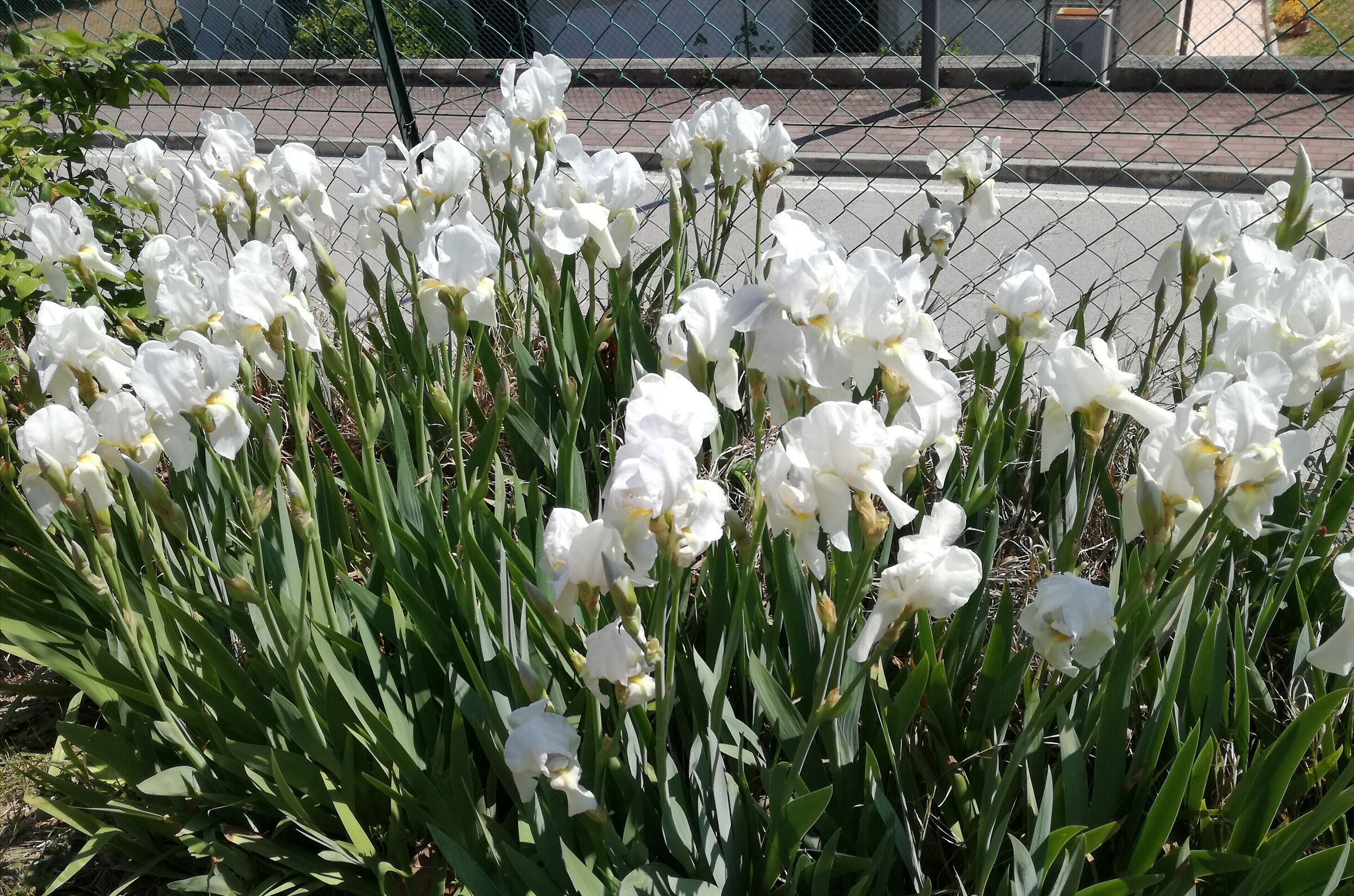 Iris del mio giardino...