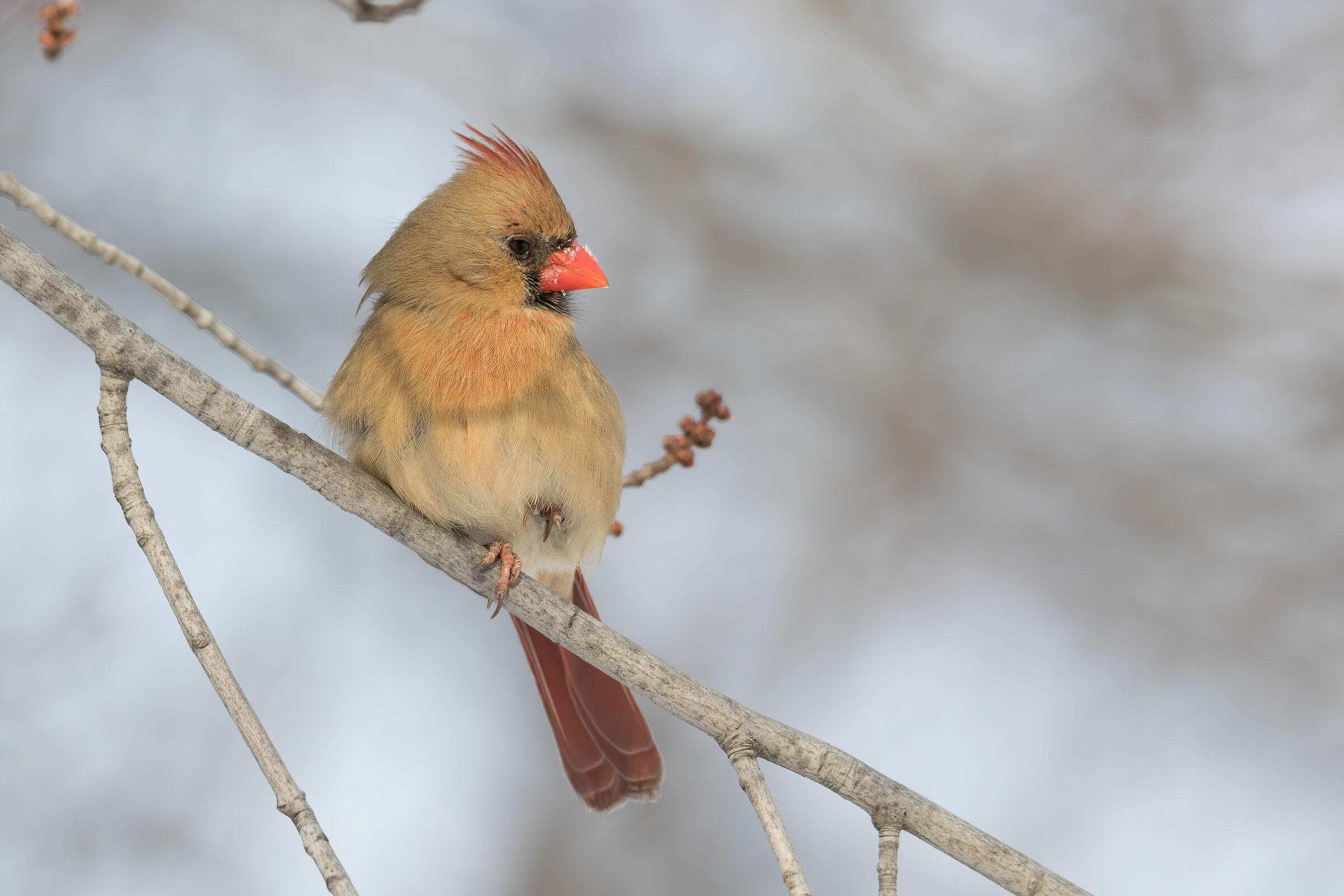 Northern Cardinal Female, Waiting for the Male...