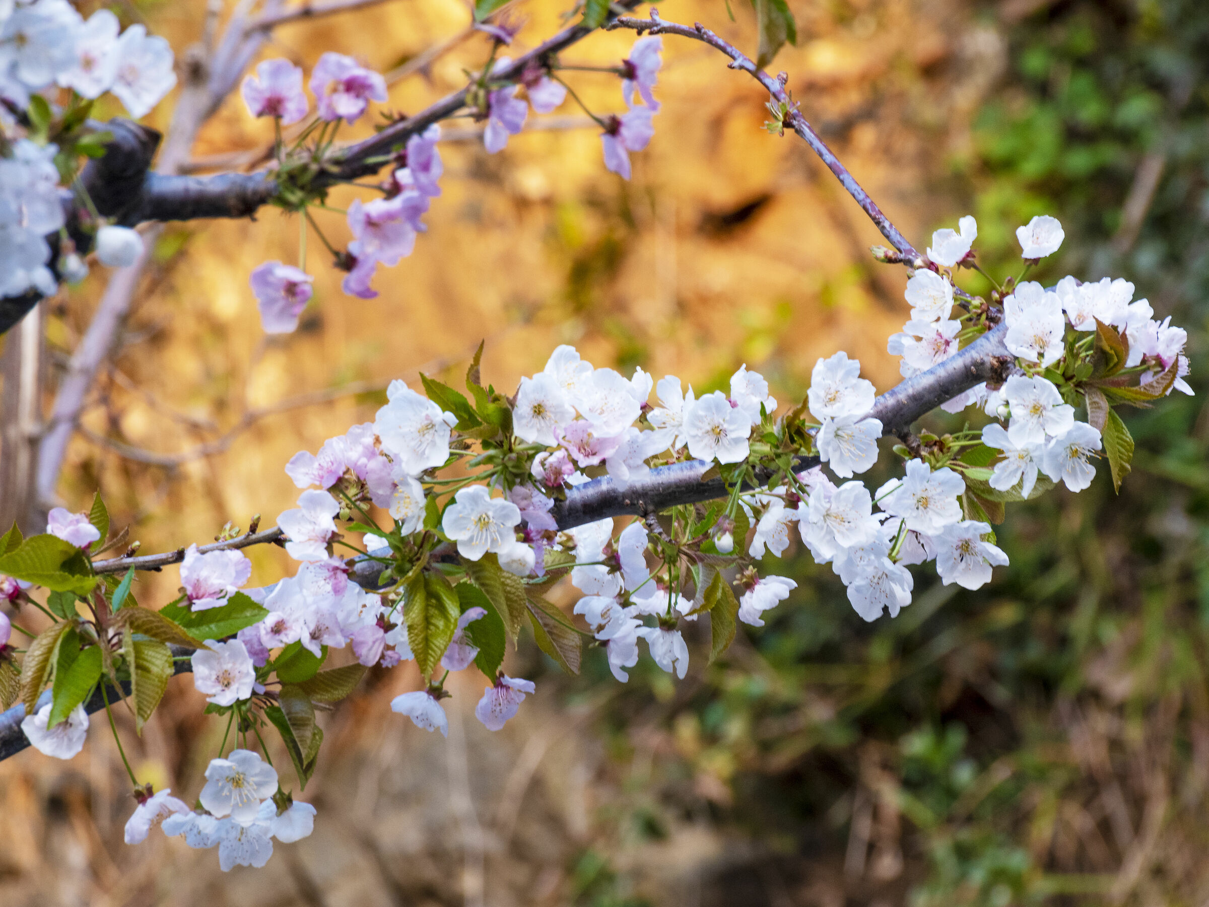 cherry blossom ...