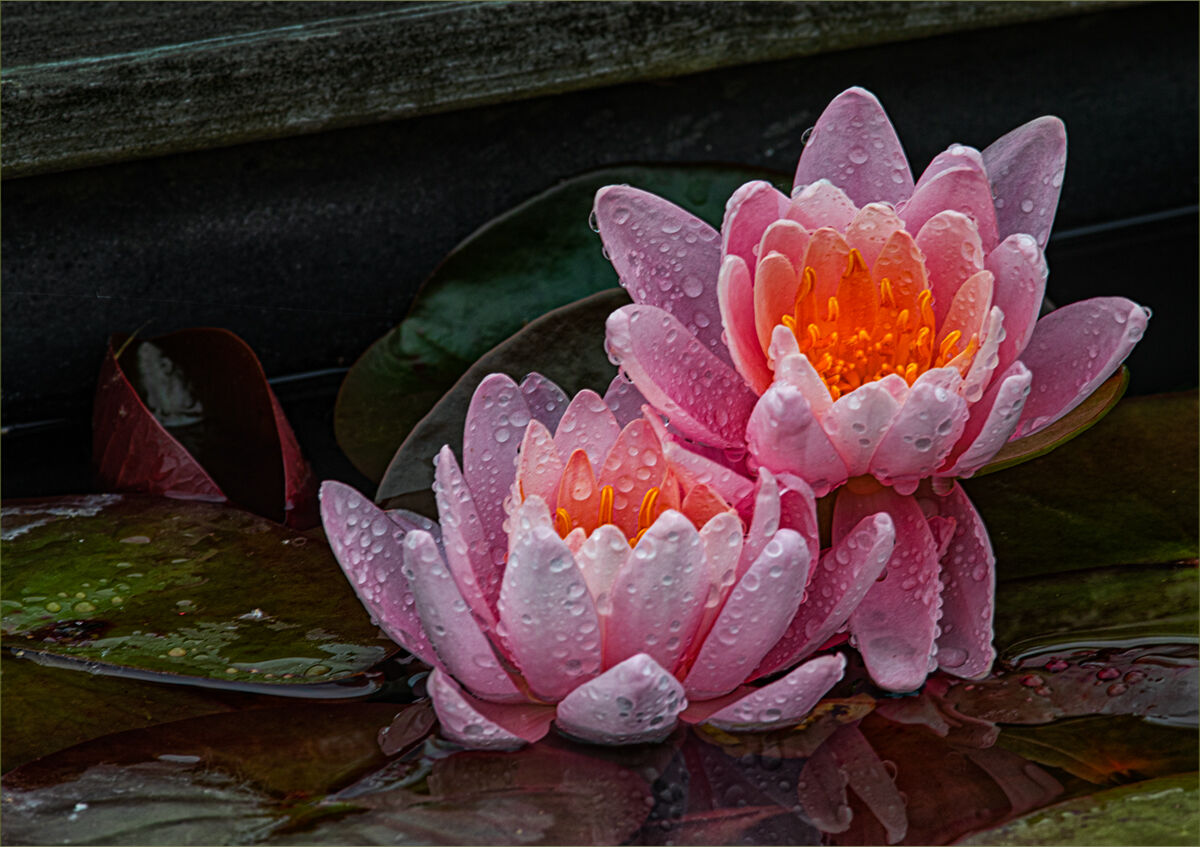 Pink Water Lilies...