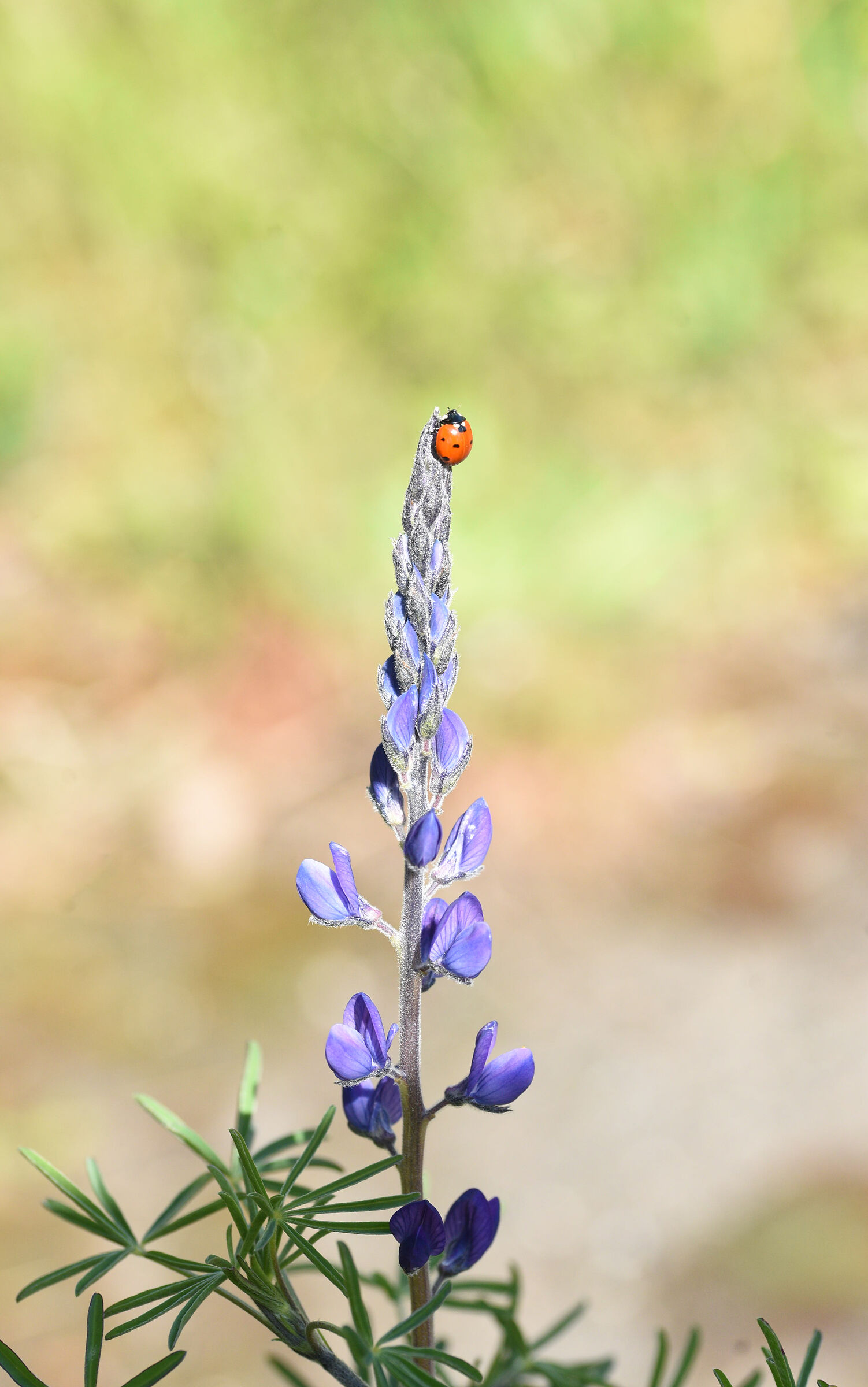 A ladybug on Earth...
