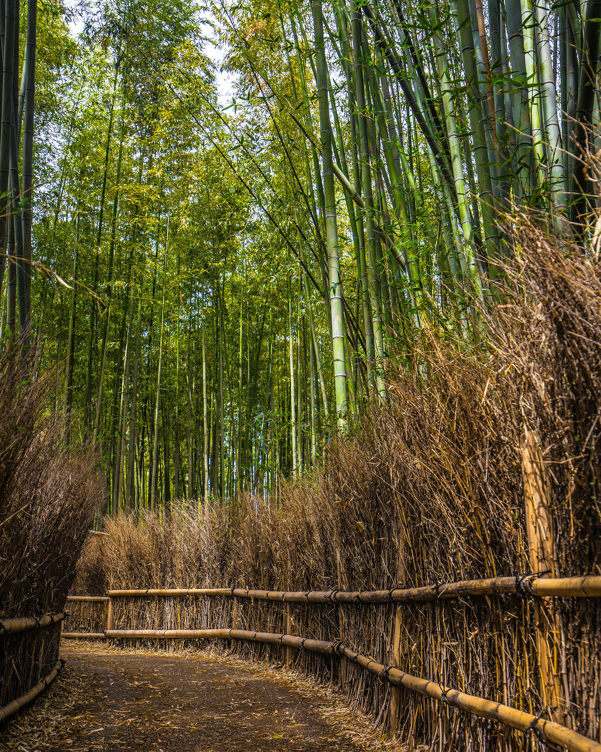 Bamboo...