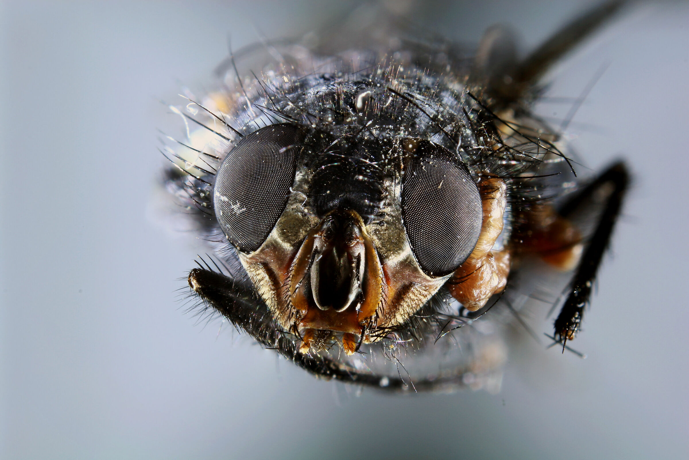 Stack Fly 38 shots goal 50 reversed...