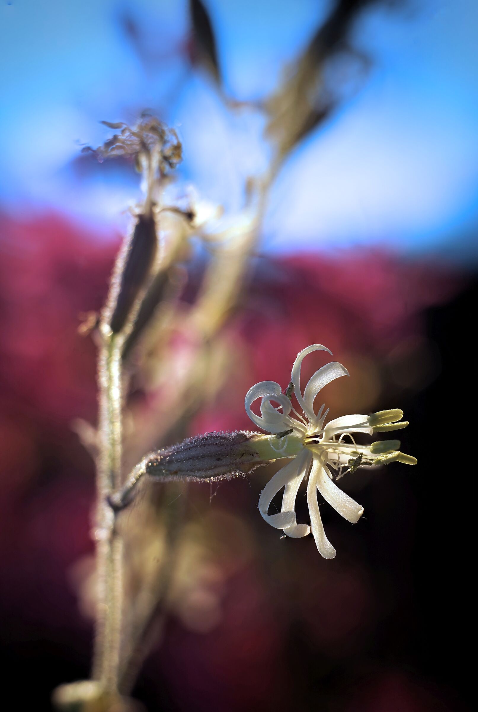Wild flower, Silene Italica...