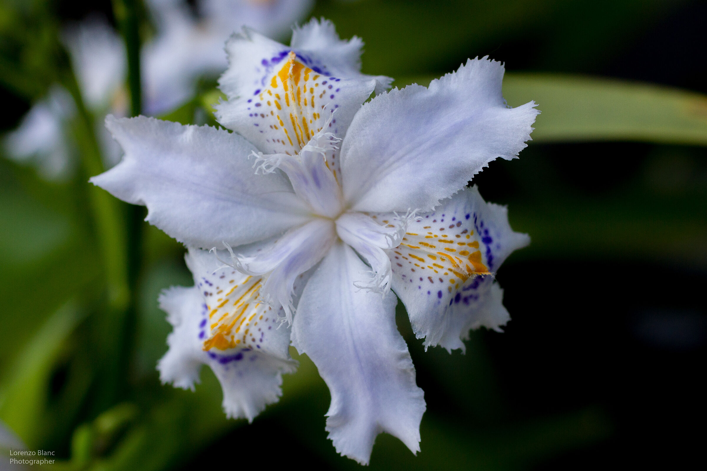 Iris Japonica...