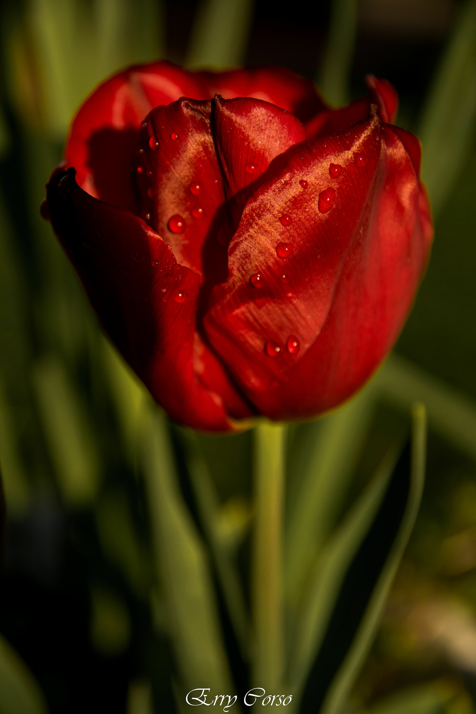 Tulipano nel mio giardino...