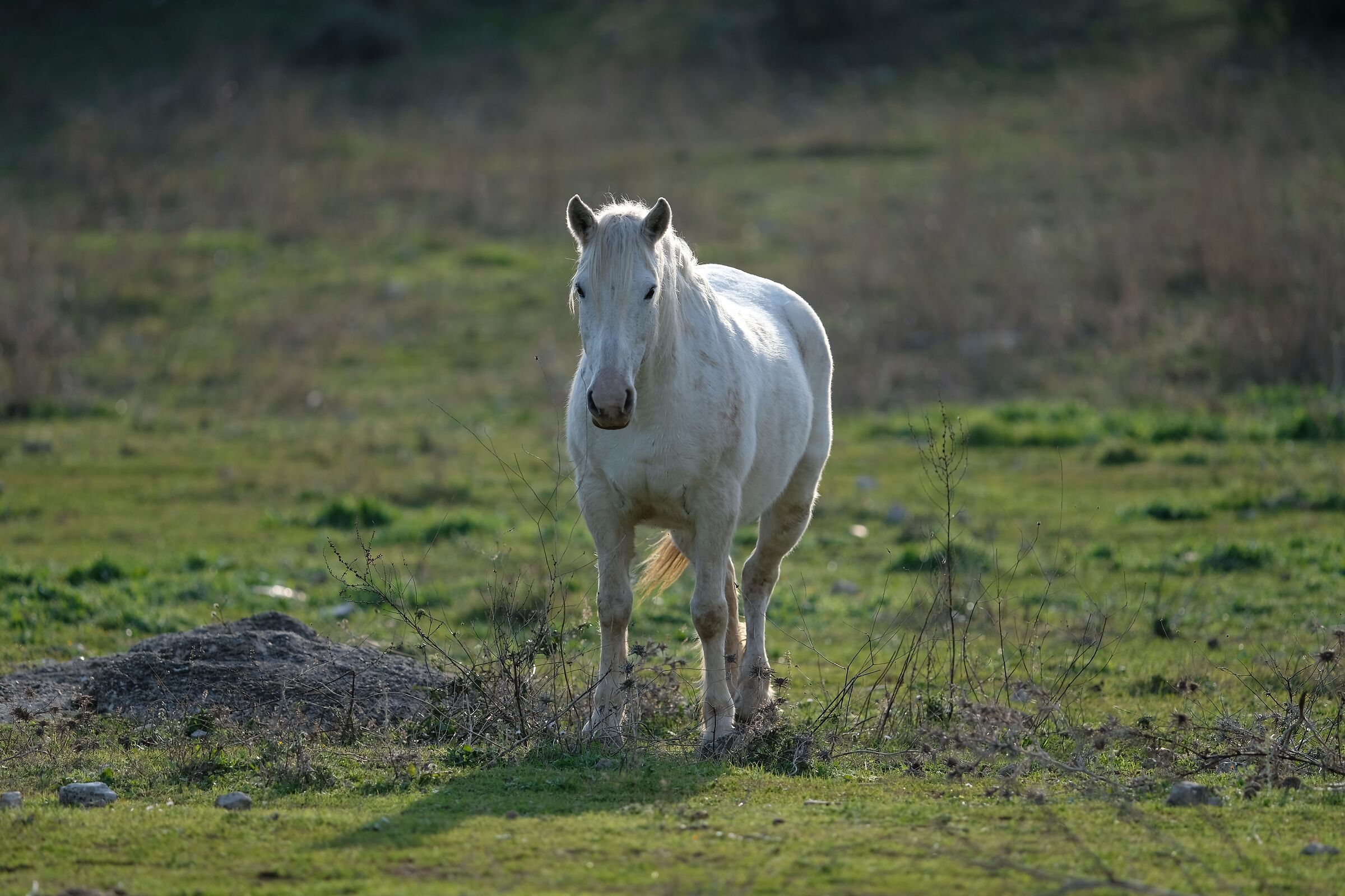 Il cavallo bianco...