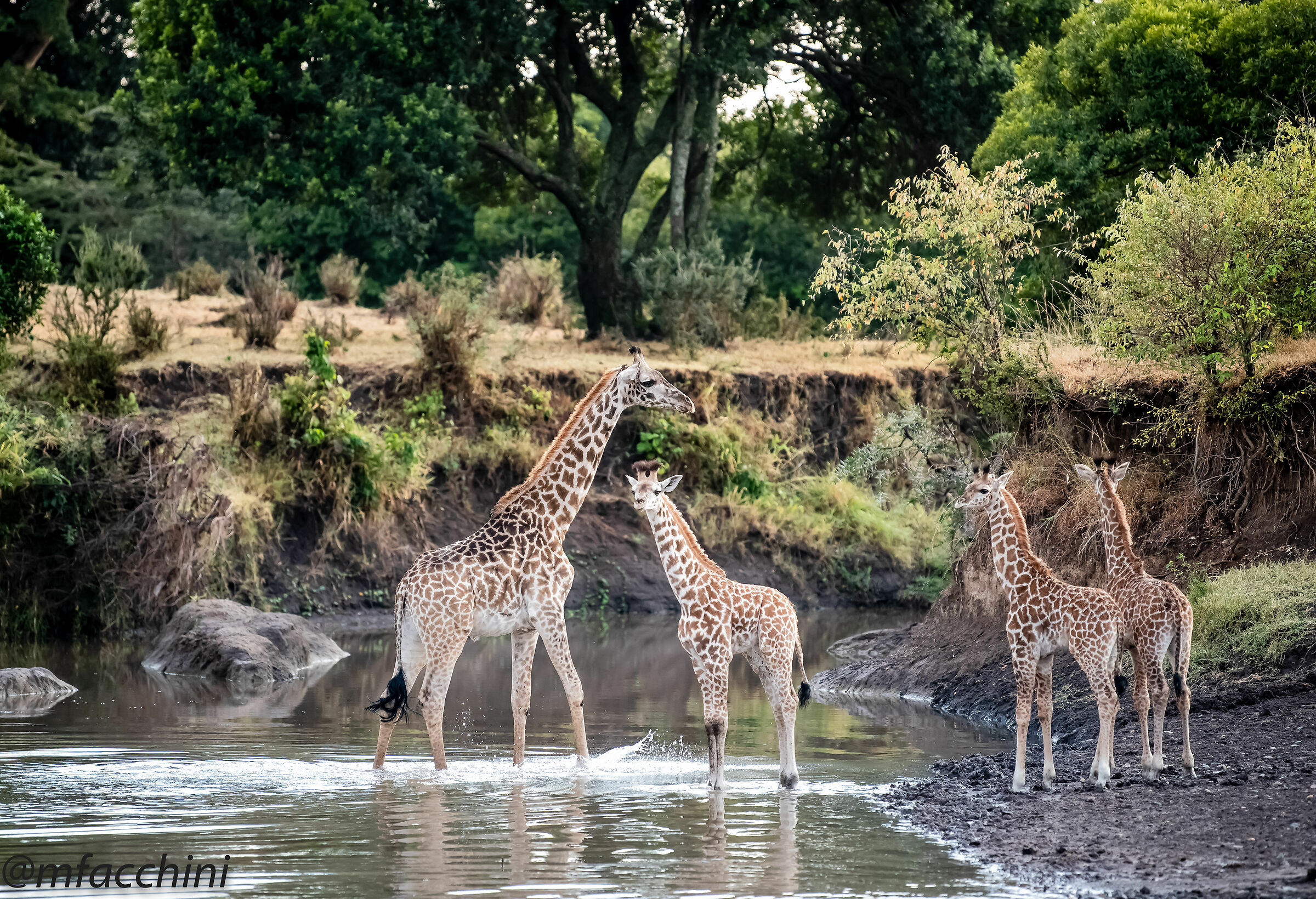 Giraffes at the River...