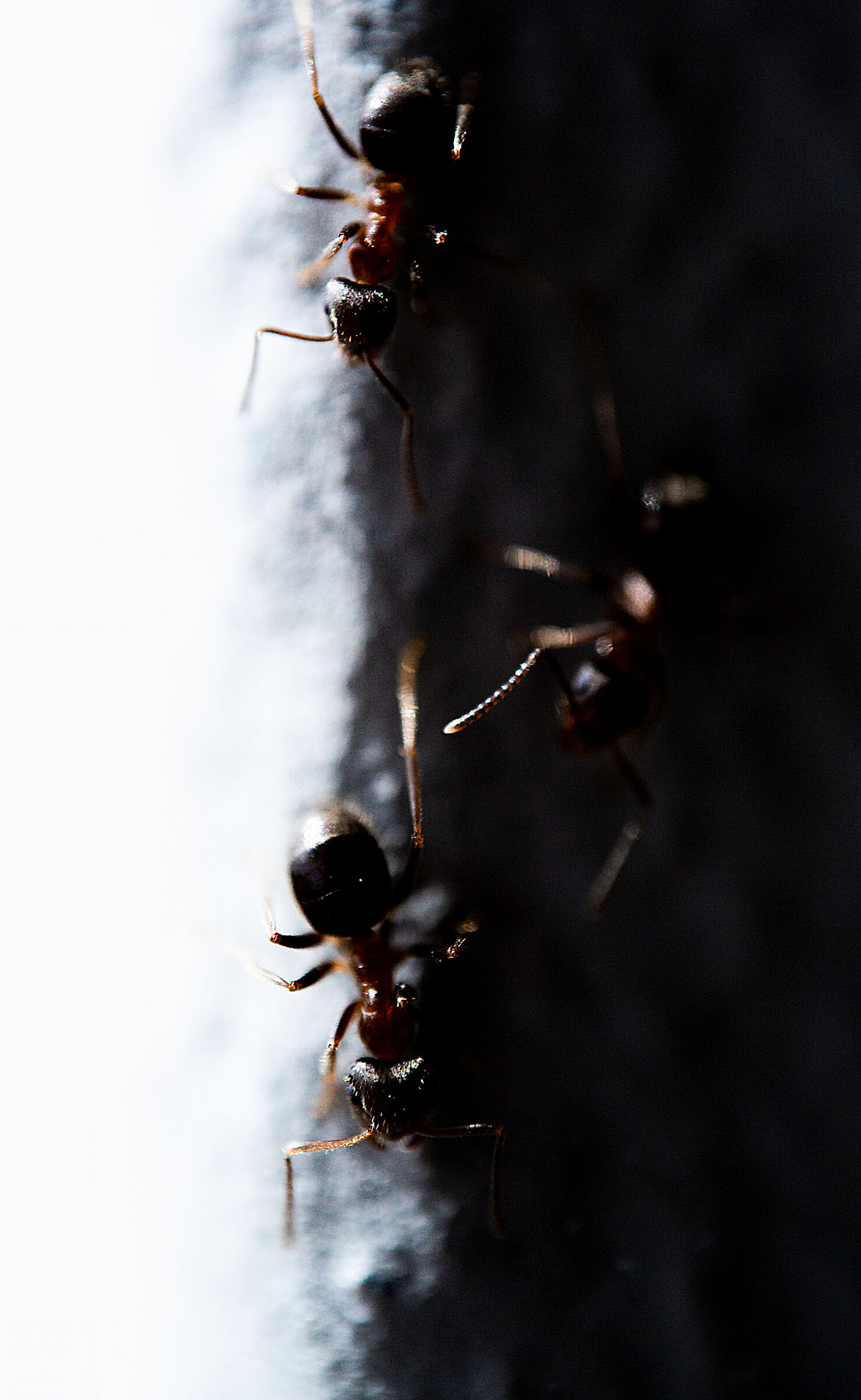 Abstract Ants...