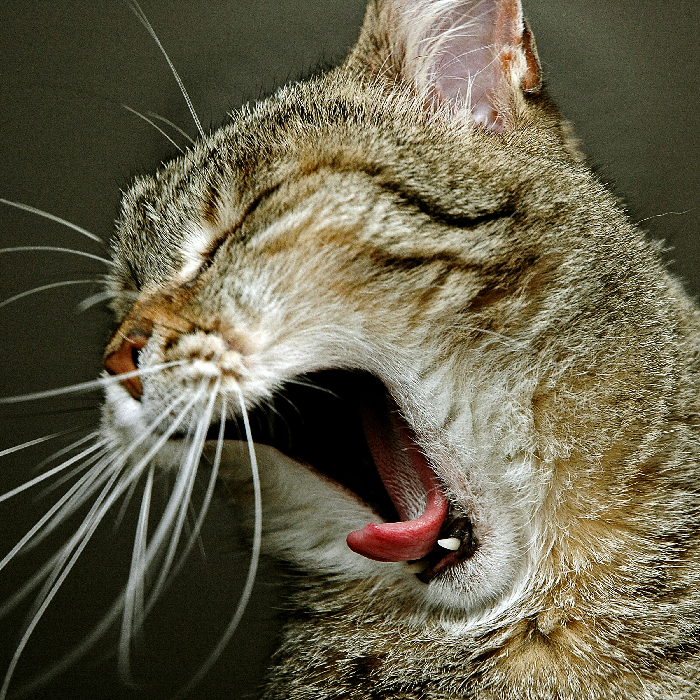 feline yawn...
