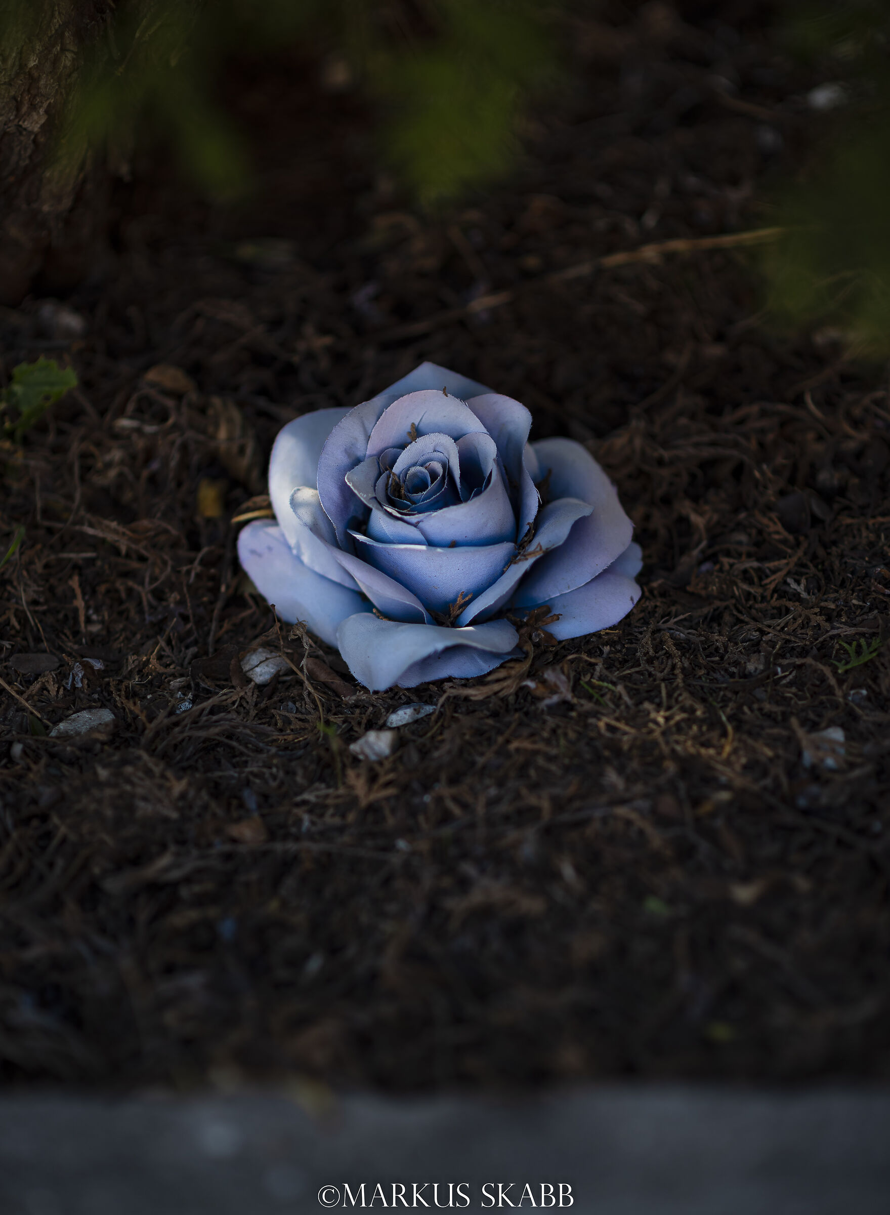 Il fiore azzurro del romanticismo...