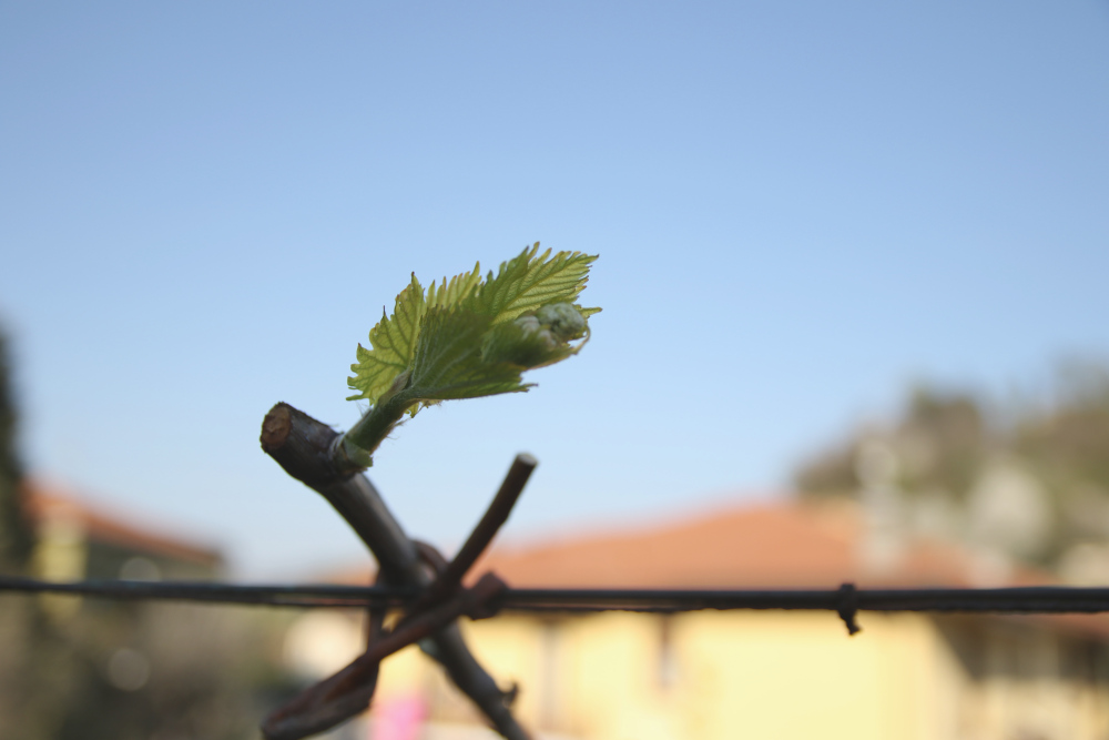 First leaves...