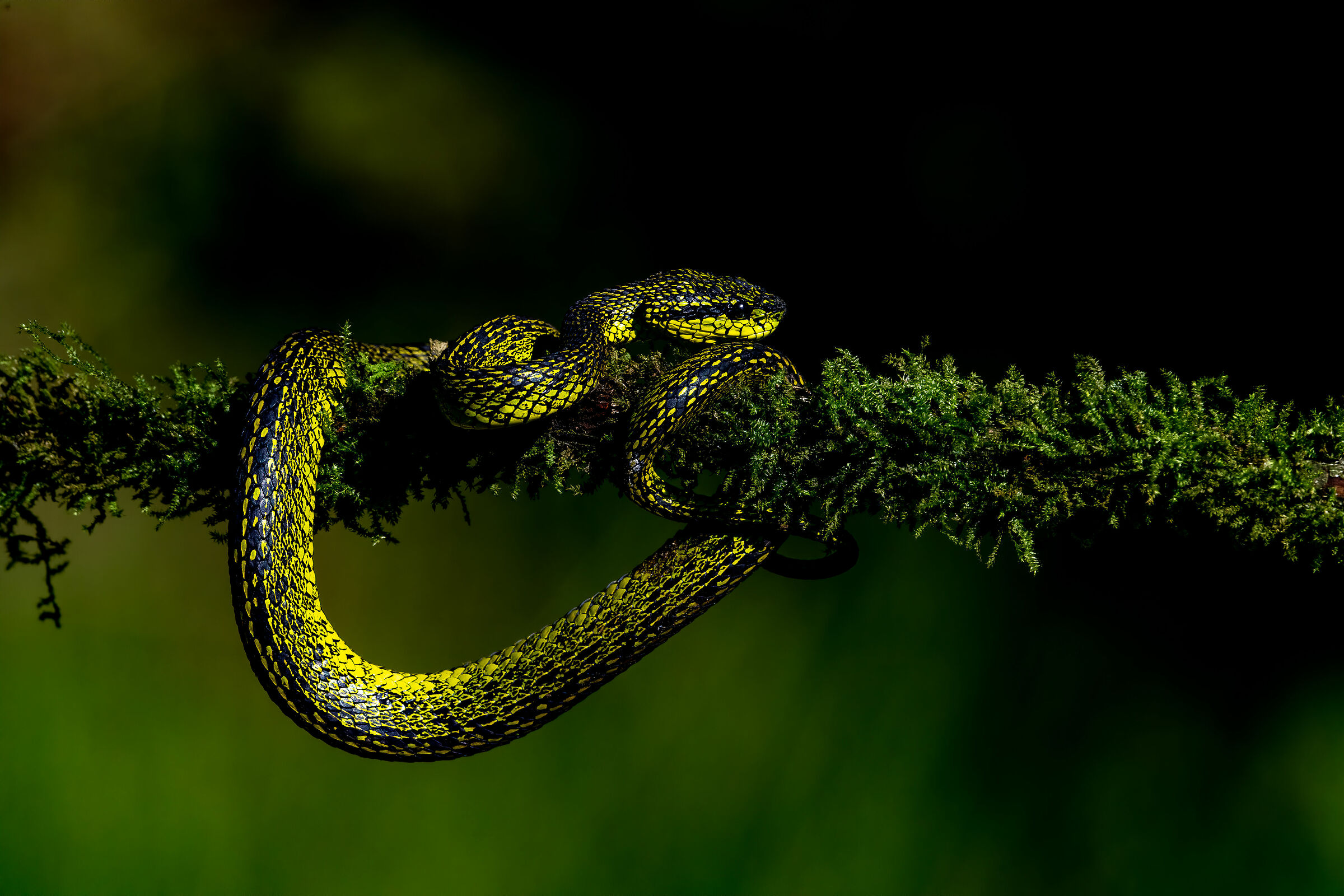 Black-speckled palm-pit viper...