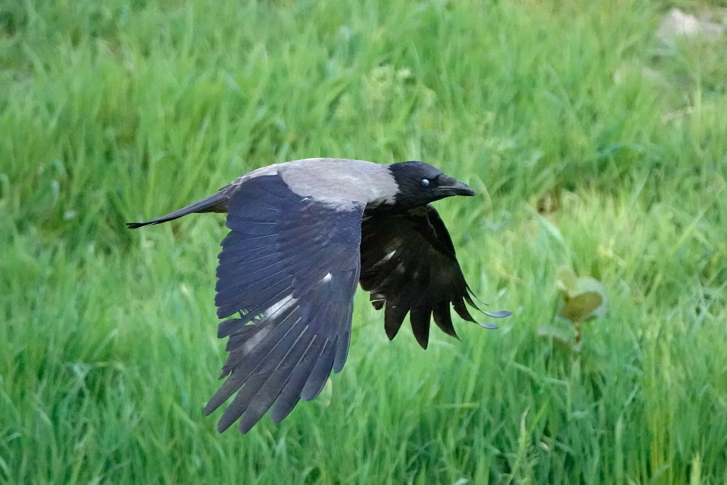 grey crow...