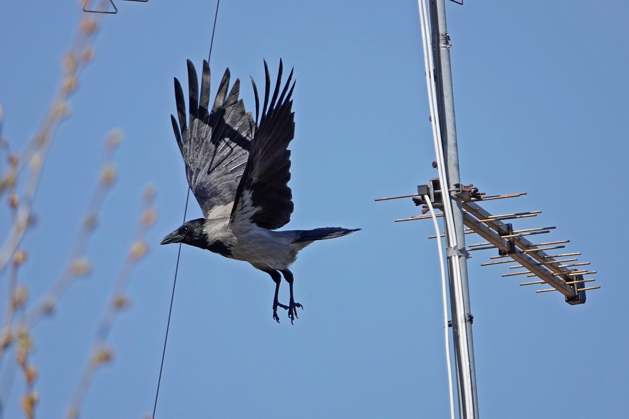 grey crow...