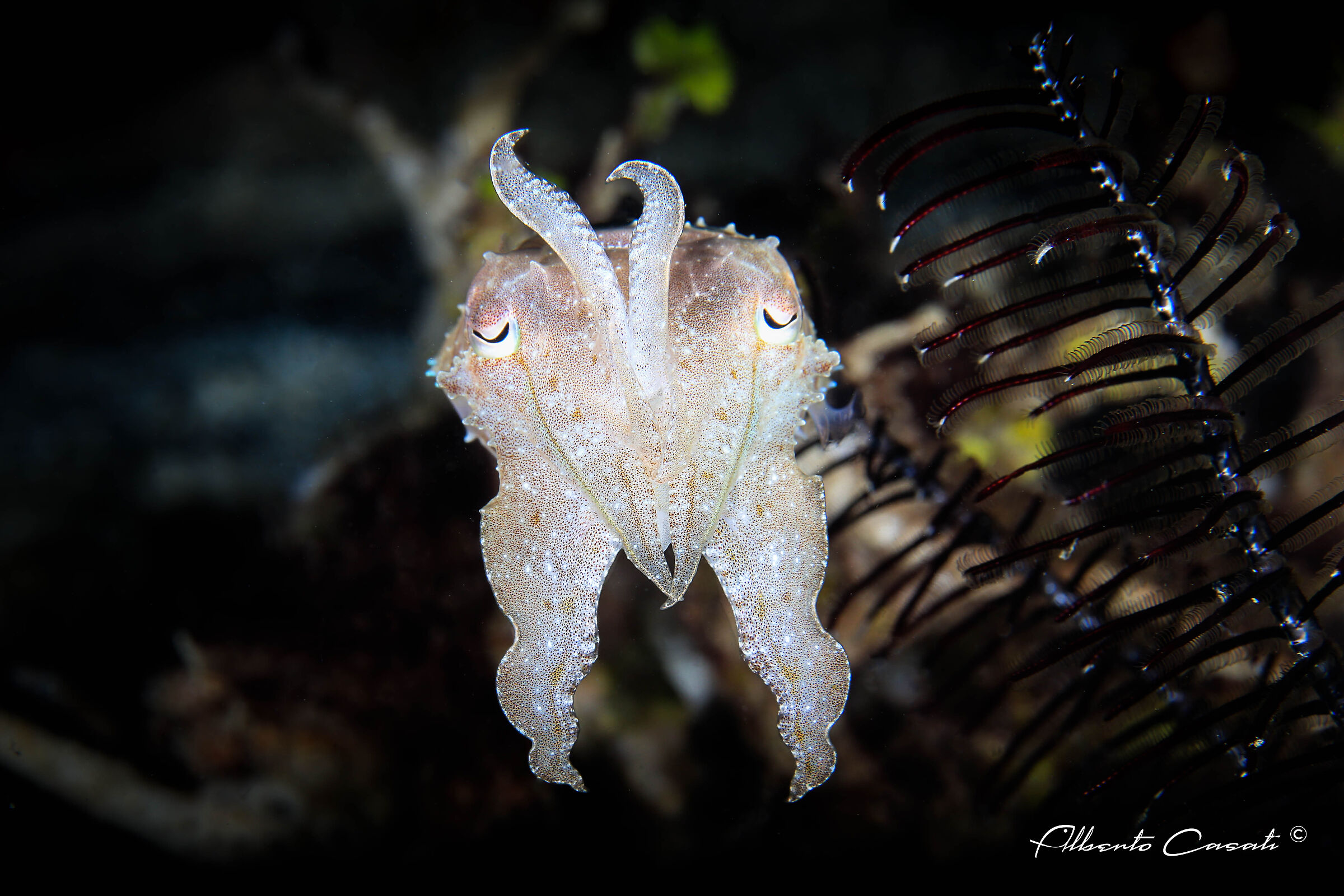Broadclub Cuttlefish...
