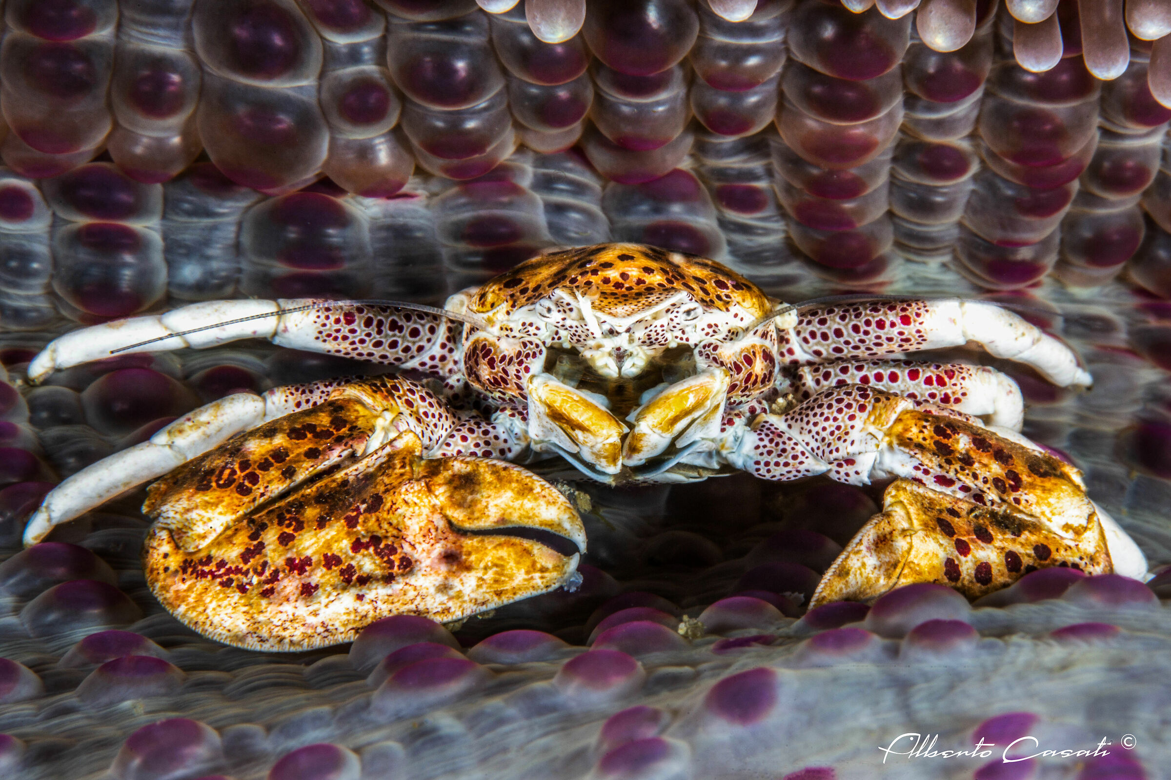 Spotted Porcelain Crab...